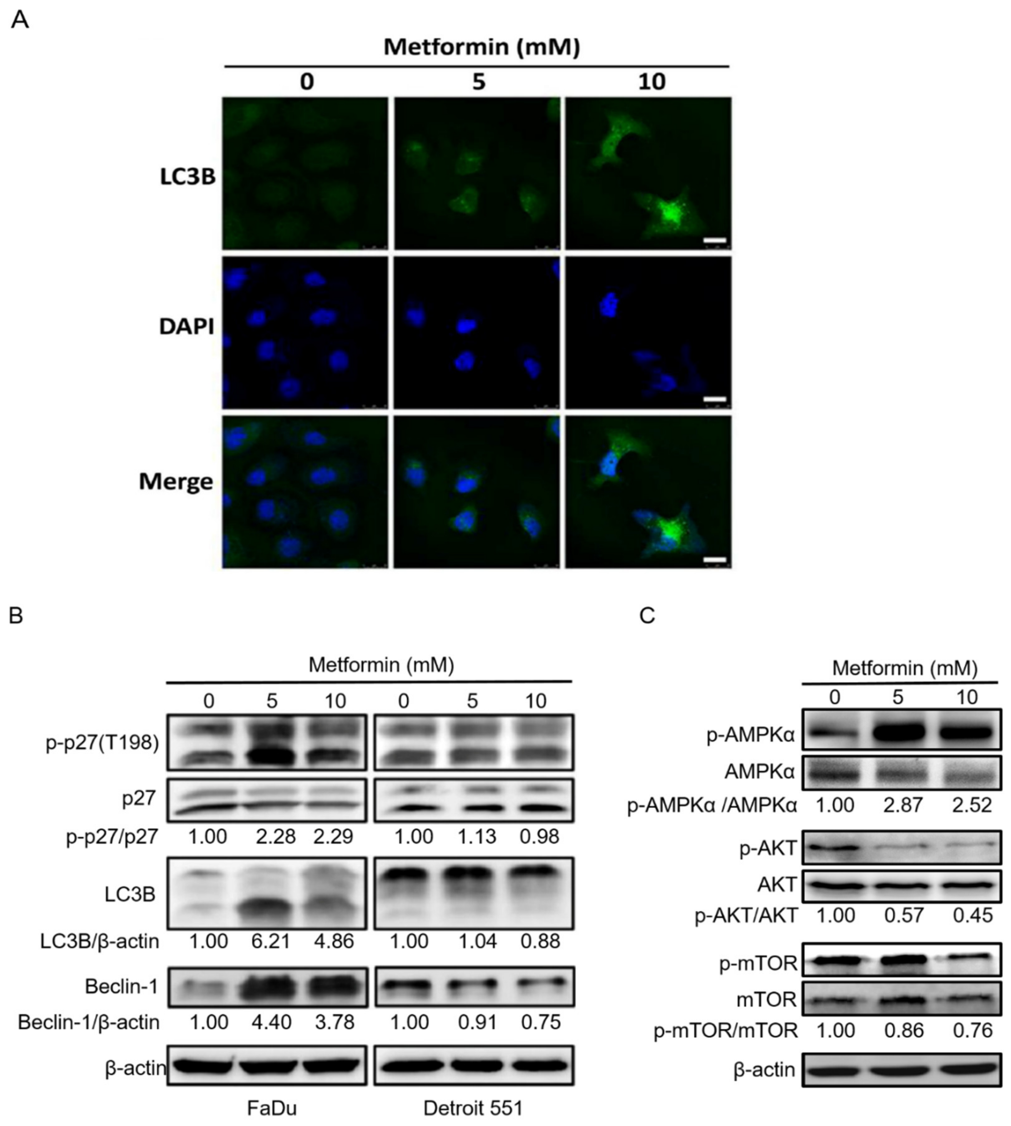 Pharmaceuticals 14 00191 g005 Pharmaceuticals 14 00191 g005