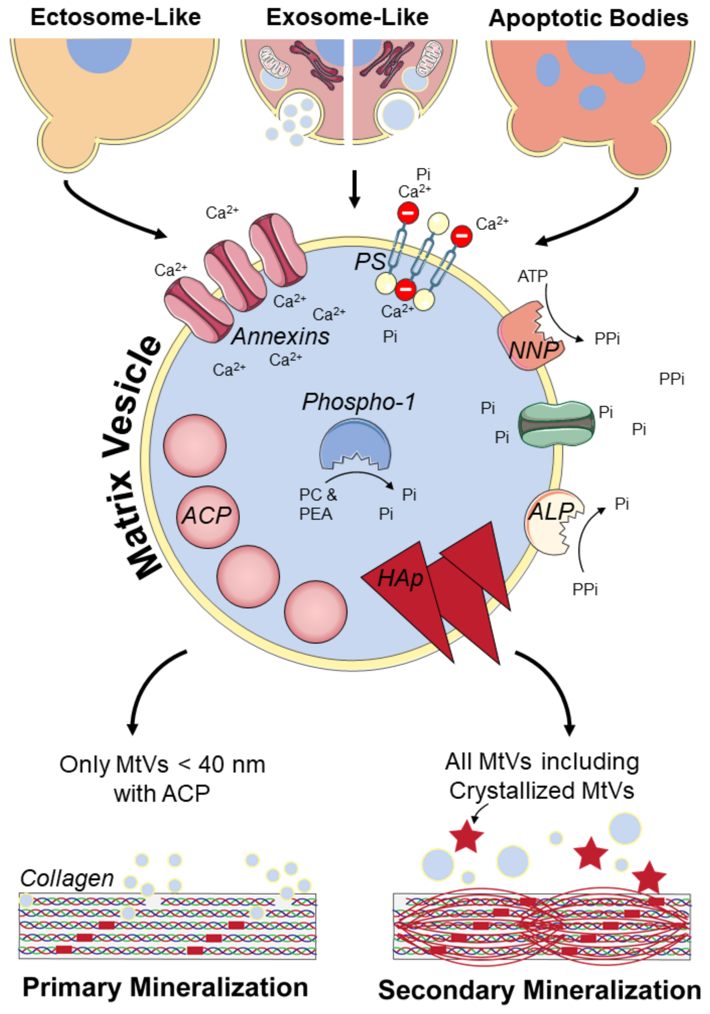 Pharmaceuticals 14 00289 g002 Pharmaceuticals 14 00289 g002
