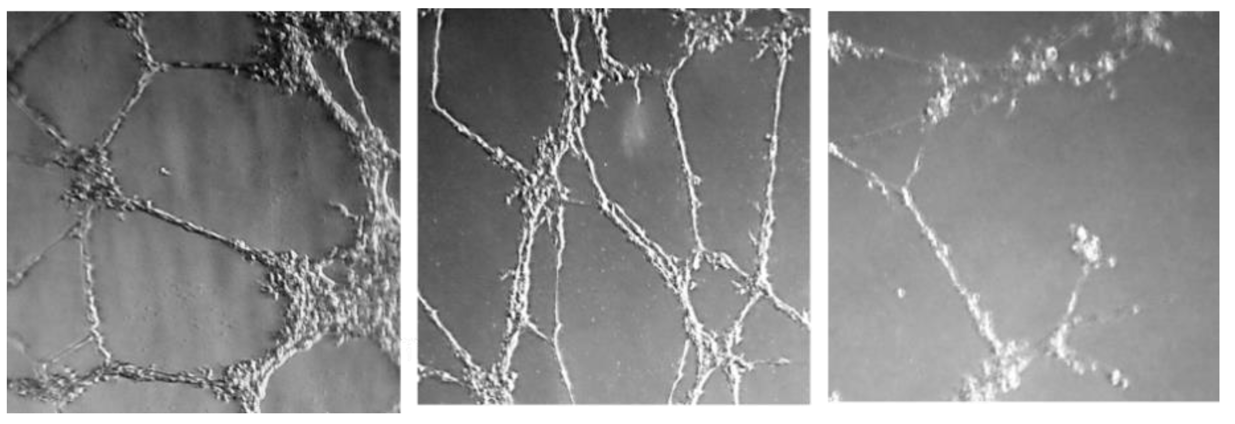 Pharmaceuticals 14 00337 g004