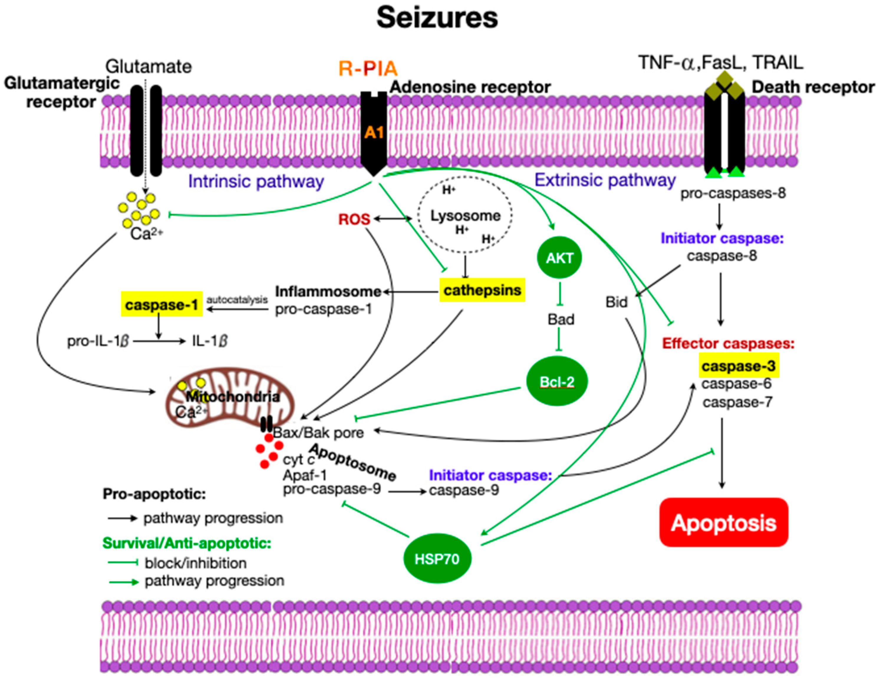 Pharmaceuticals 14 00376 g006 Pharmaceuticals 14 00376 g006