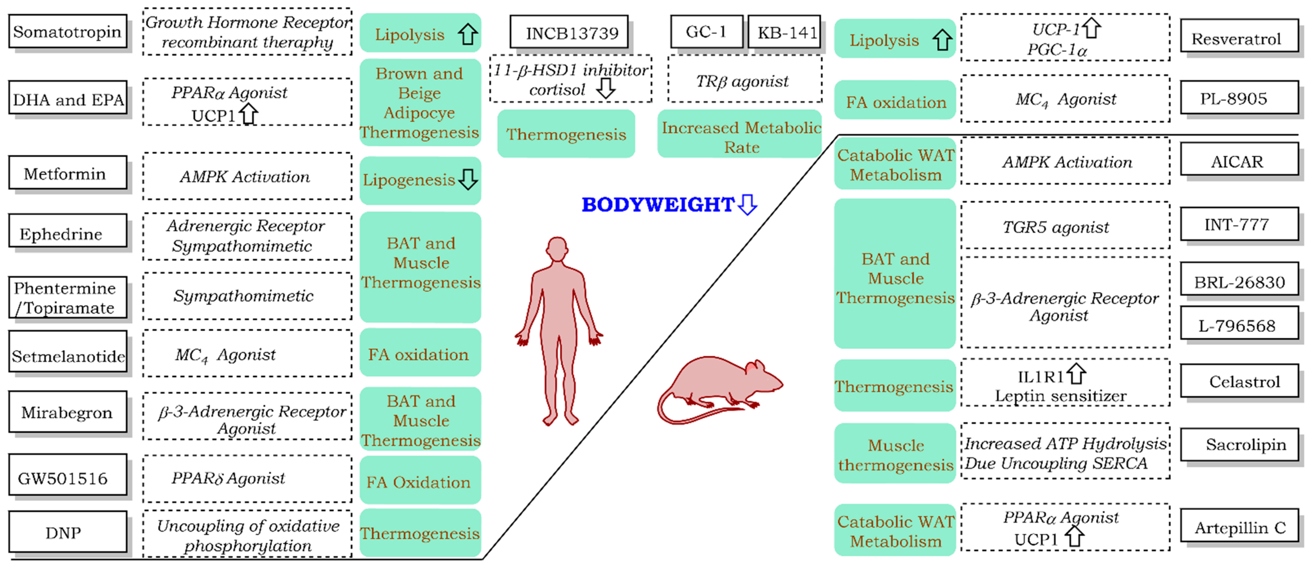 Pharmaceuticals 14 00435 g002