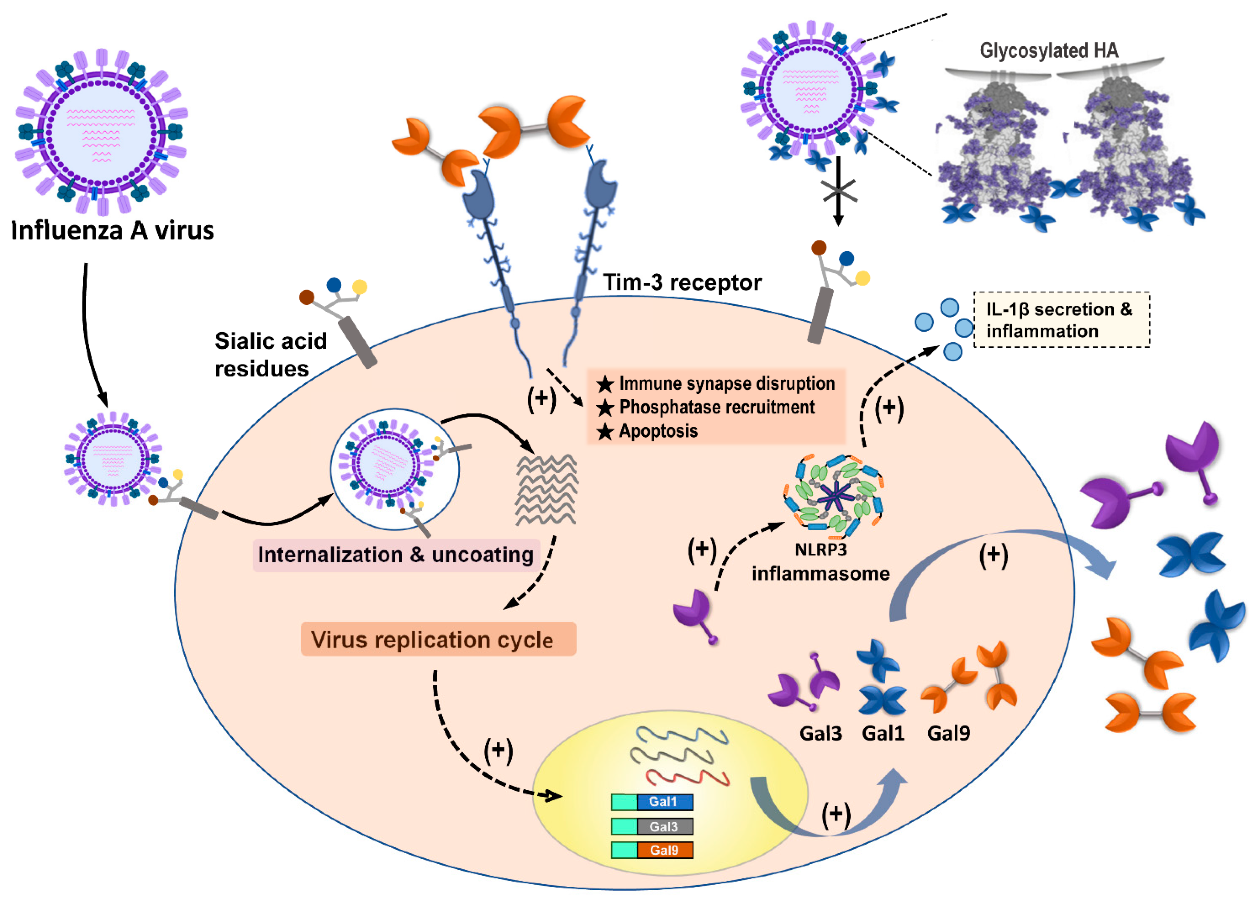 Pharmaceuticals 14 00490 g004 Pharmaceuticals 14 00490 g004