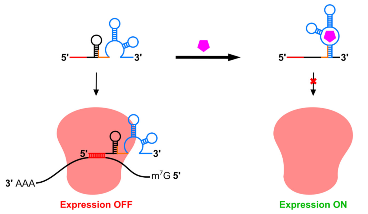 Pharmaceuticals 14 00554 g005