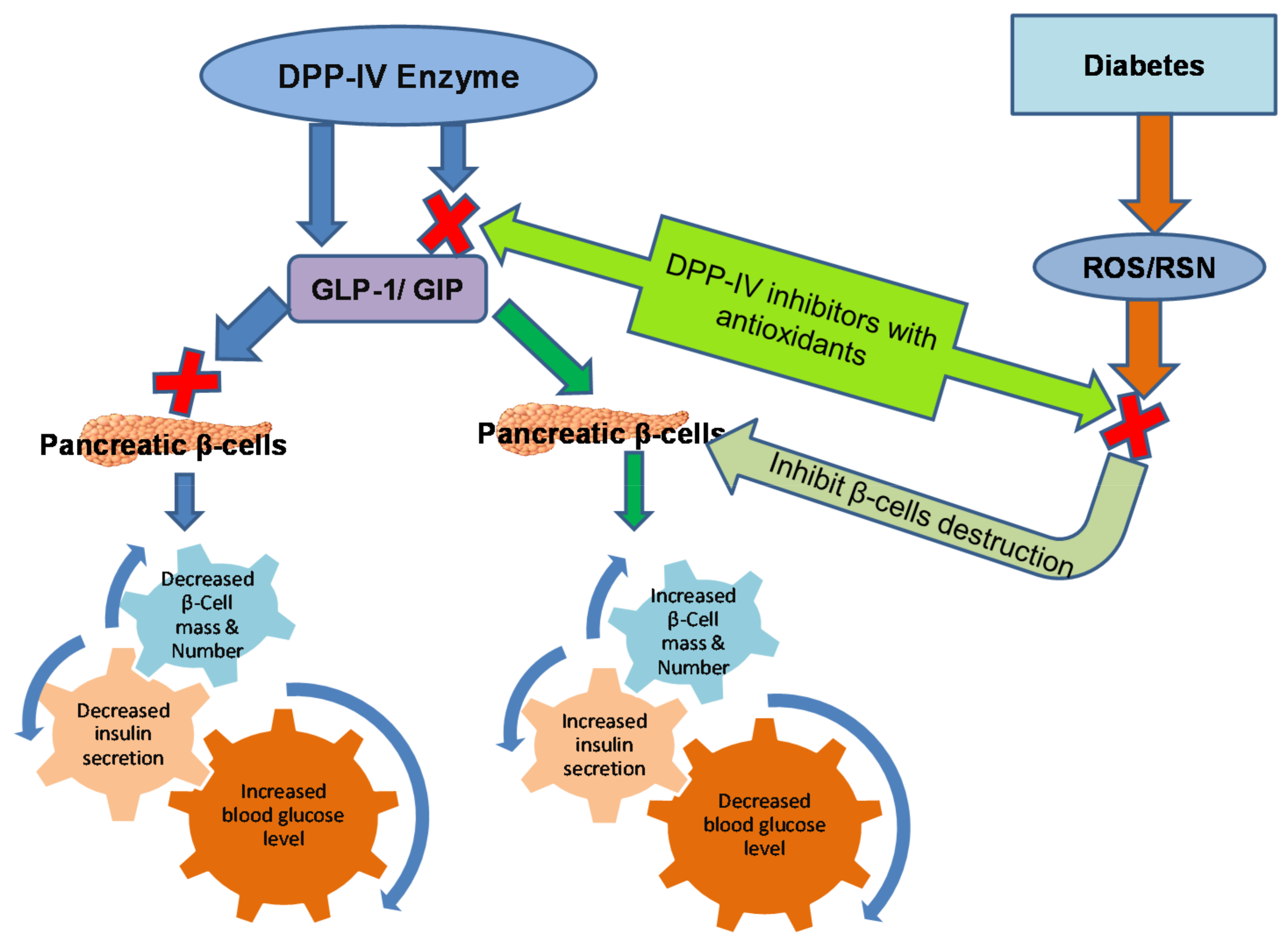 Pharmaceuticals | Free Full-Text | Dipeptidyl Peptidase (DPP)-IV Inhibitors  with Antioxidant Potential Isolated from Natural Sources: A Novel Approach  for the Management of Diabetes | HTML