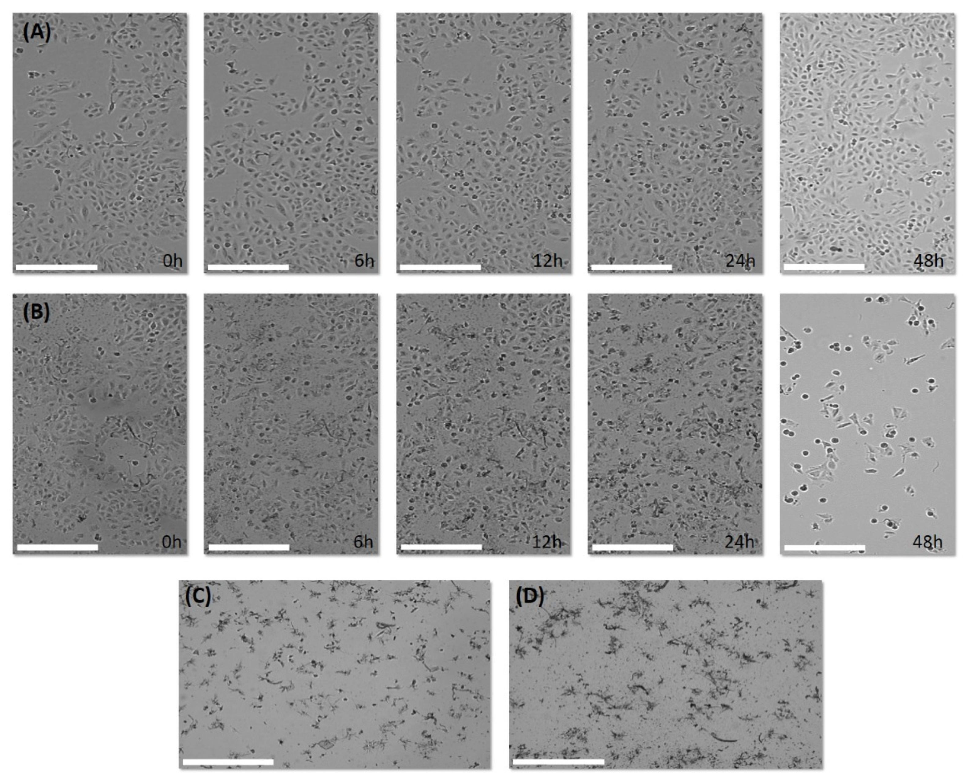 Pharmaceuticals 14 00782 g003