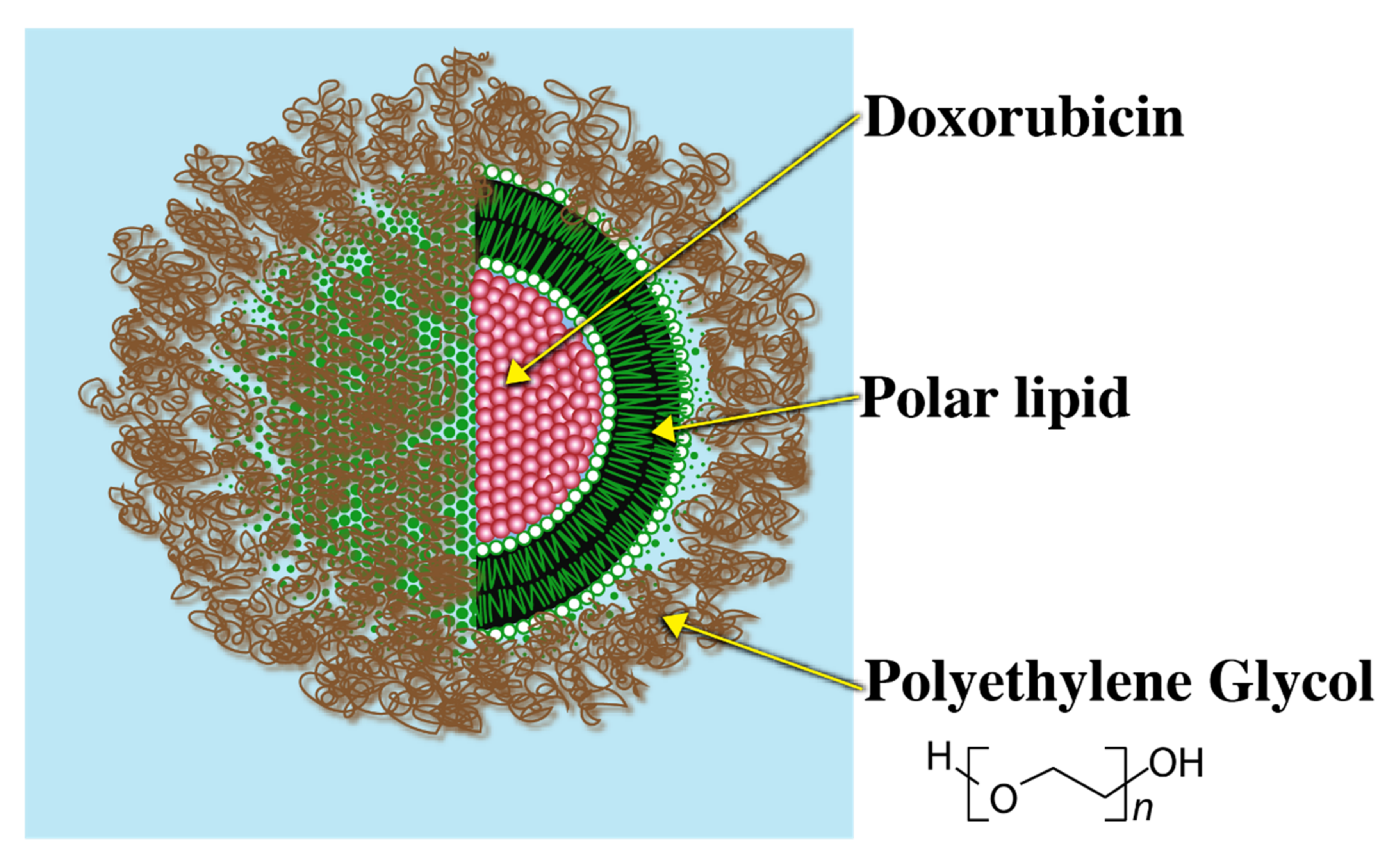 Pharmaceuticals 14 00835 g004