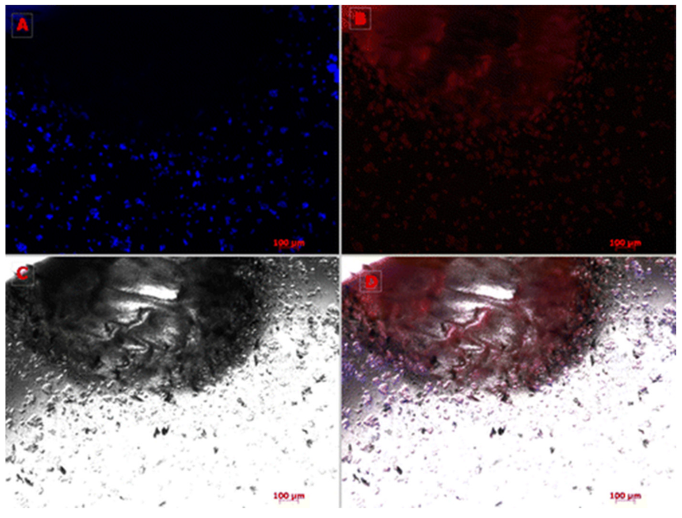 Pharmaceuticals 14 00855 g012