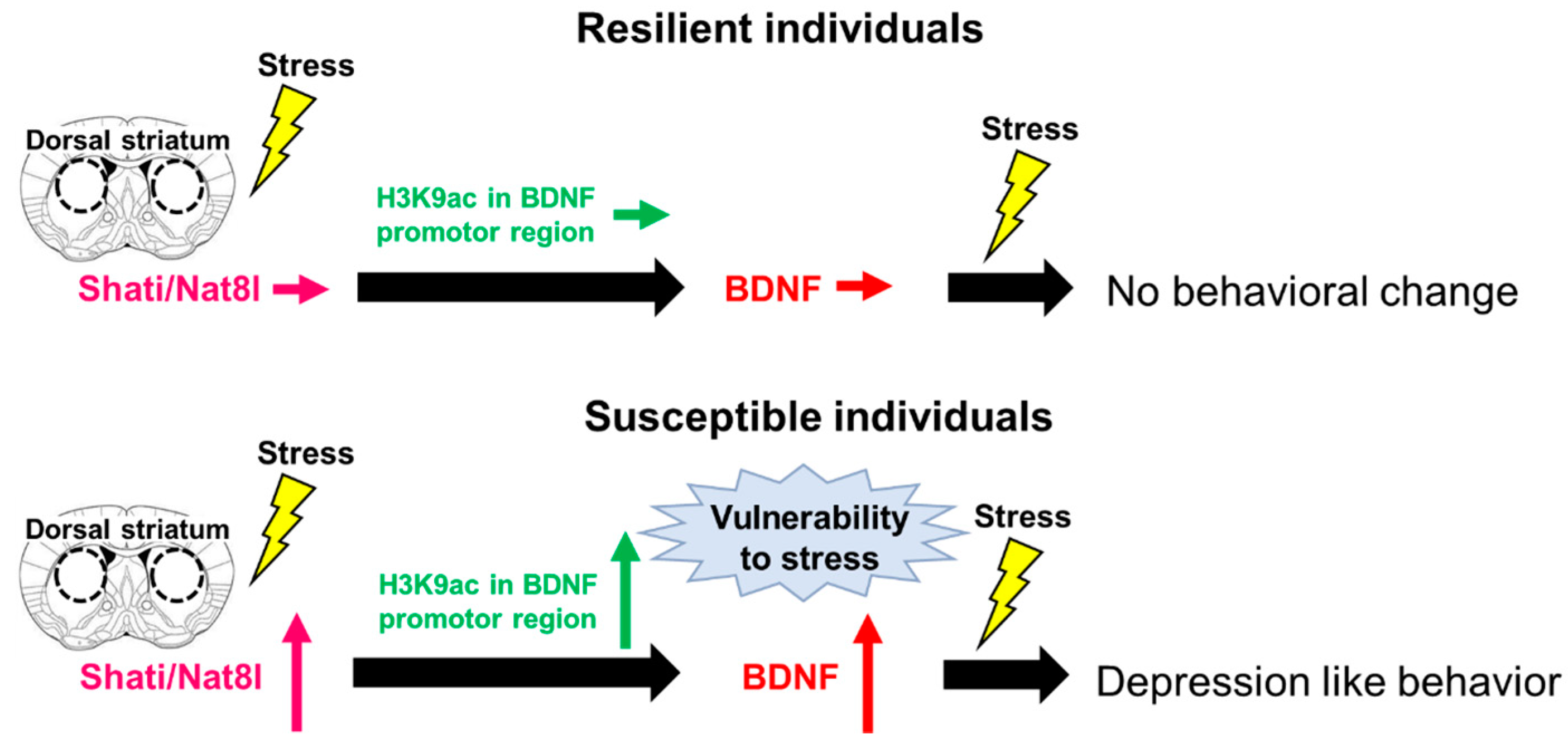 Pharmaceuticals 14 00889 g002