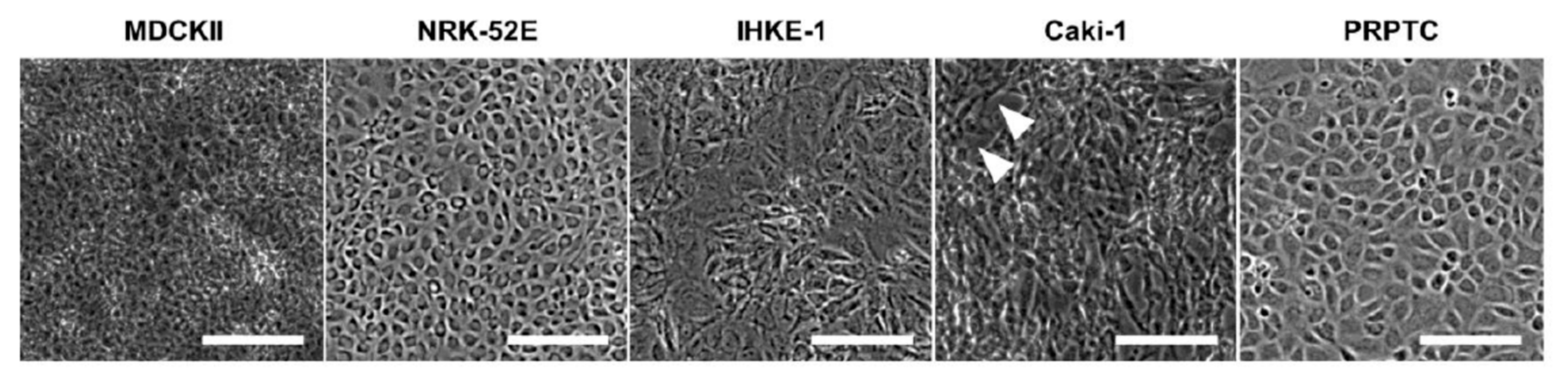 Pharmaceuticals 14 00908 g002