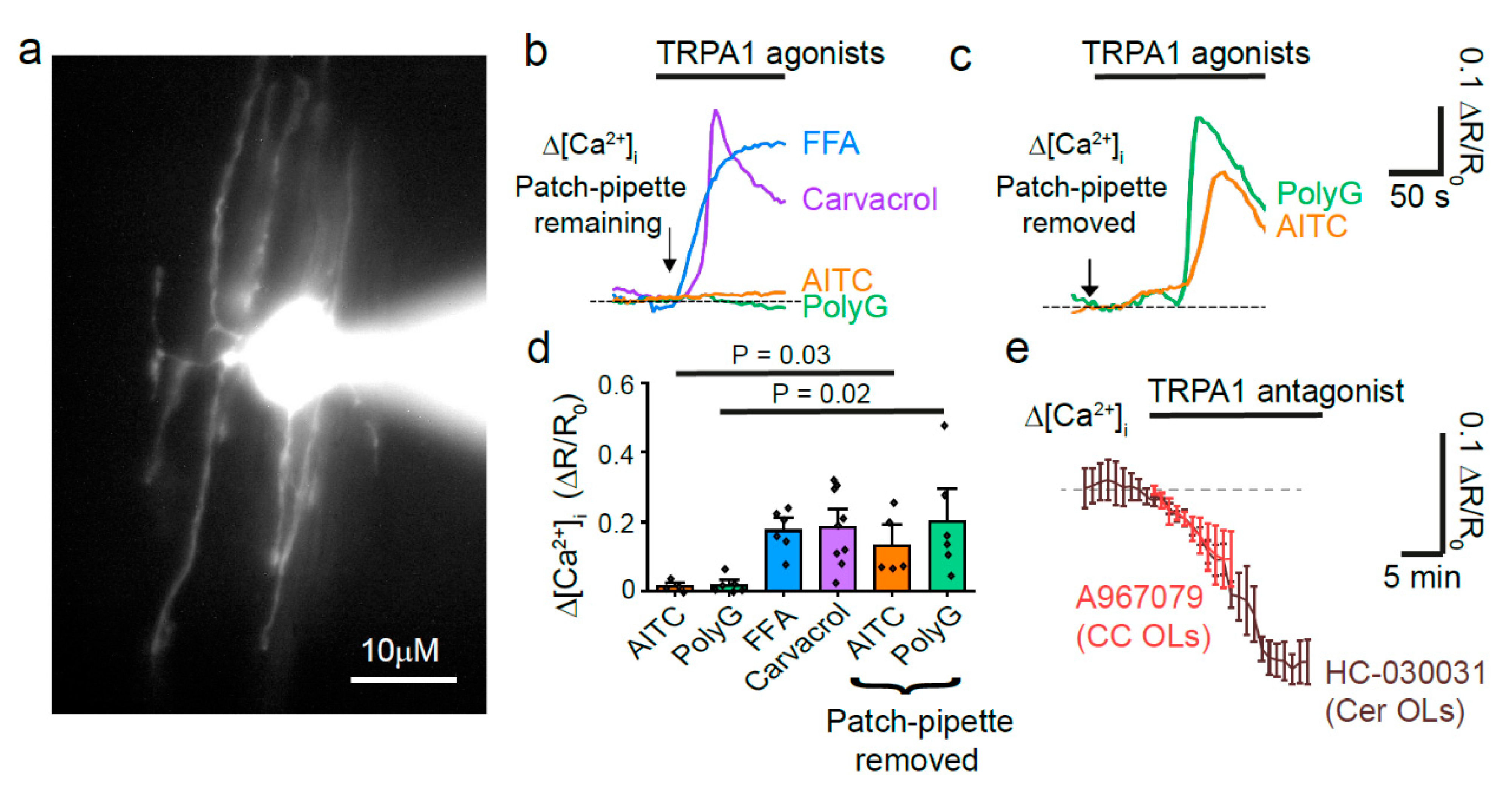 Pharmaceuticals | Free Full-Text | Transient Receptor Potential Ankyrin-1  (TRPA1) Block Protects against Loss of White Matter Function during  Ischaemia in the Mouse Optic Nerve