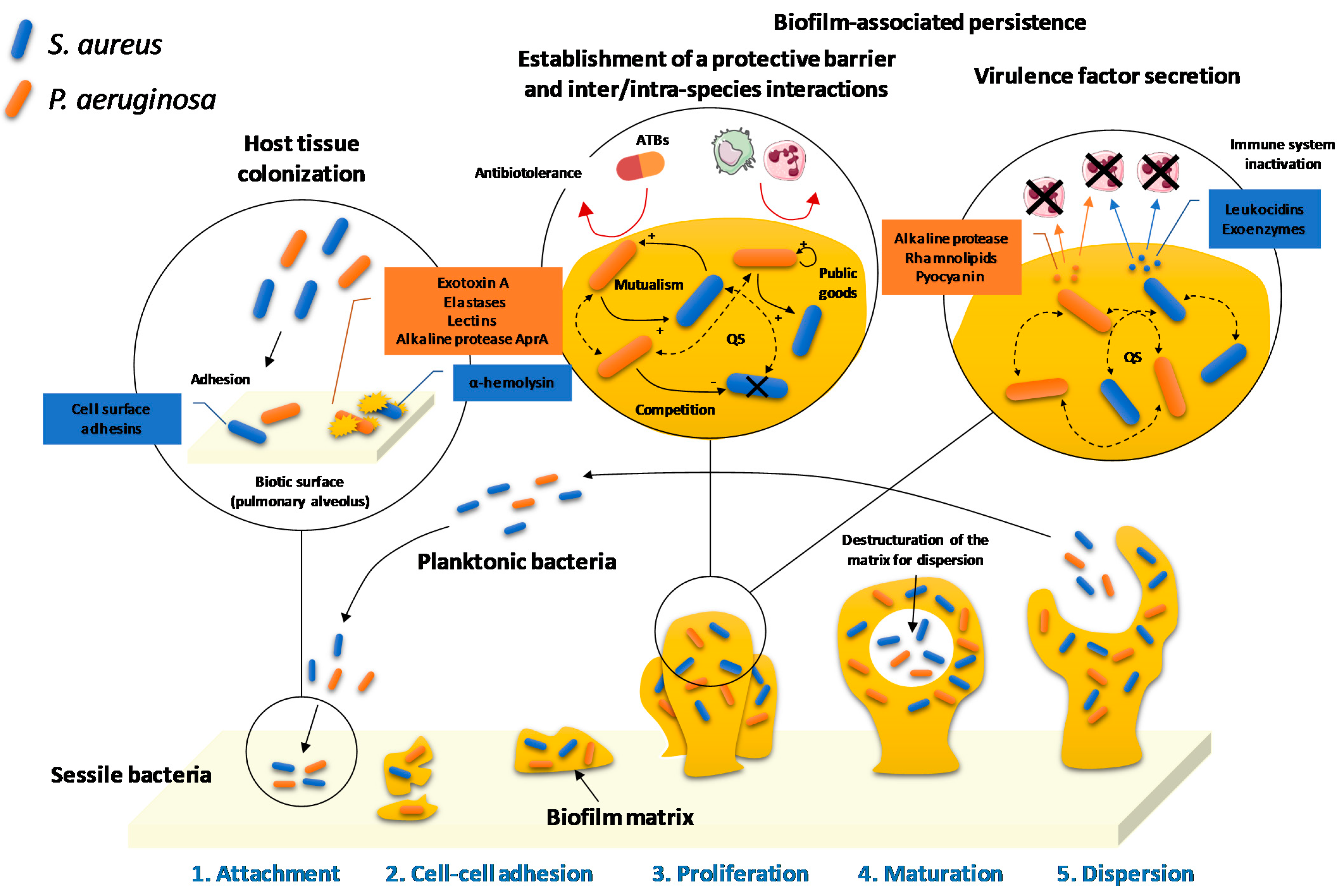 Pharmaceuticals | Free Full-Text | Quorum Sensing Inhibitors to Quench P.  aeruginosa Pathogenicity
