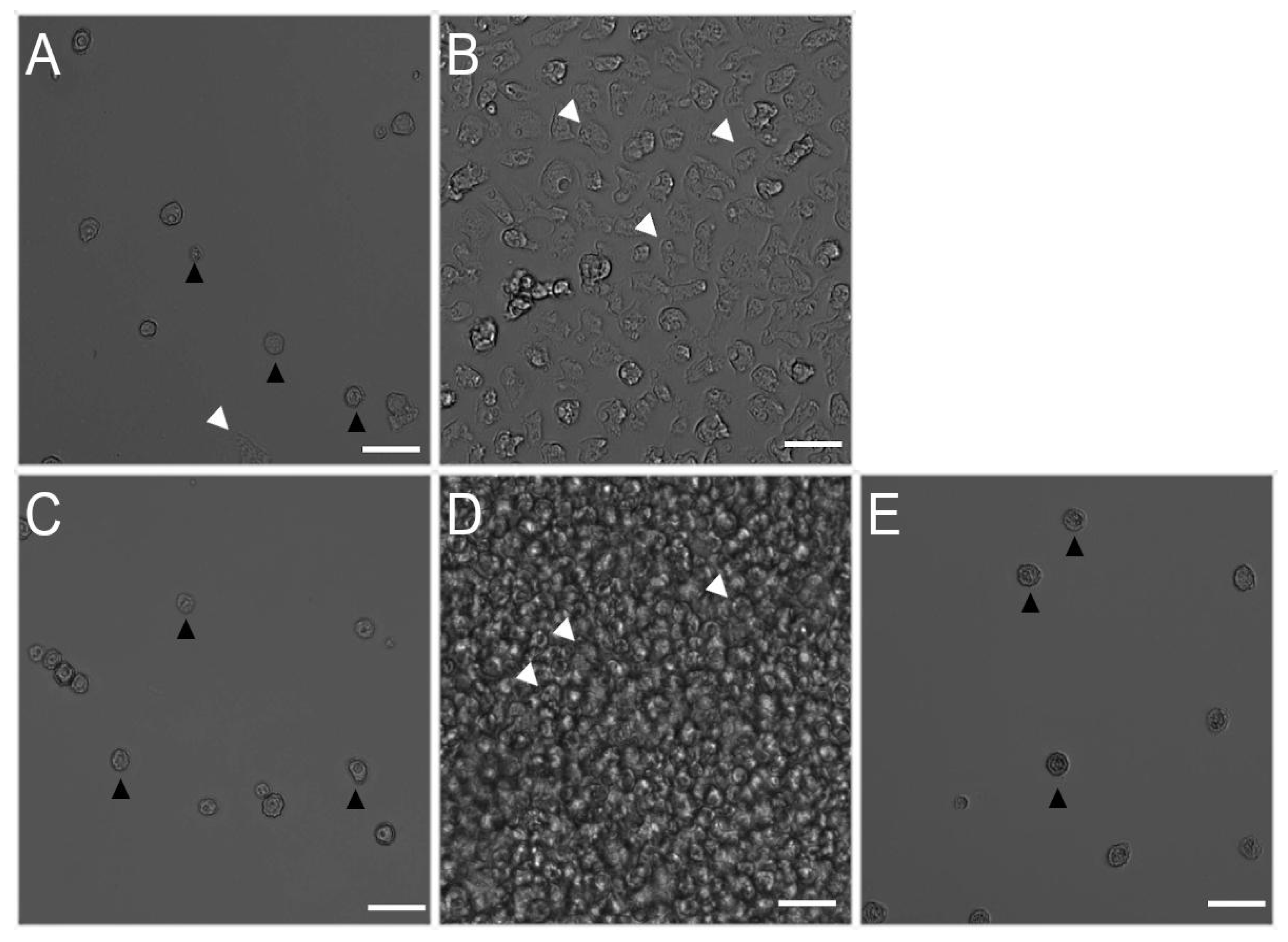 Pharmaceuticals 14 01294 g004