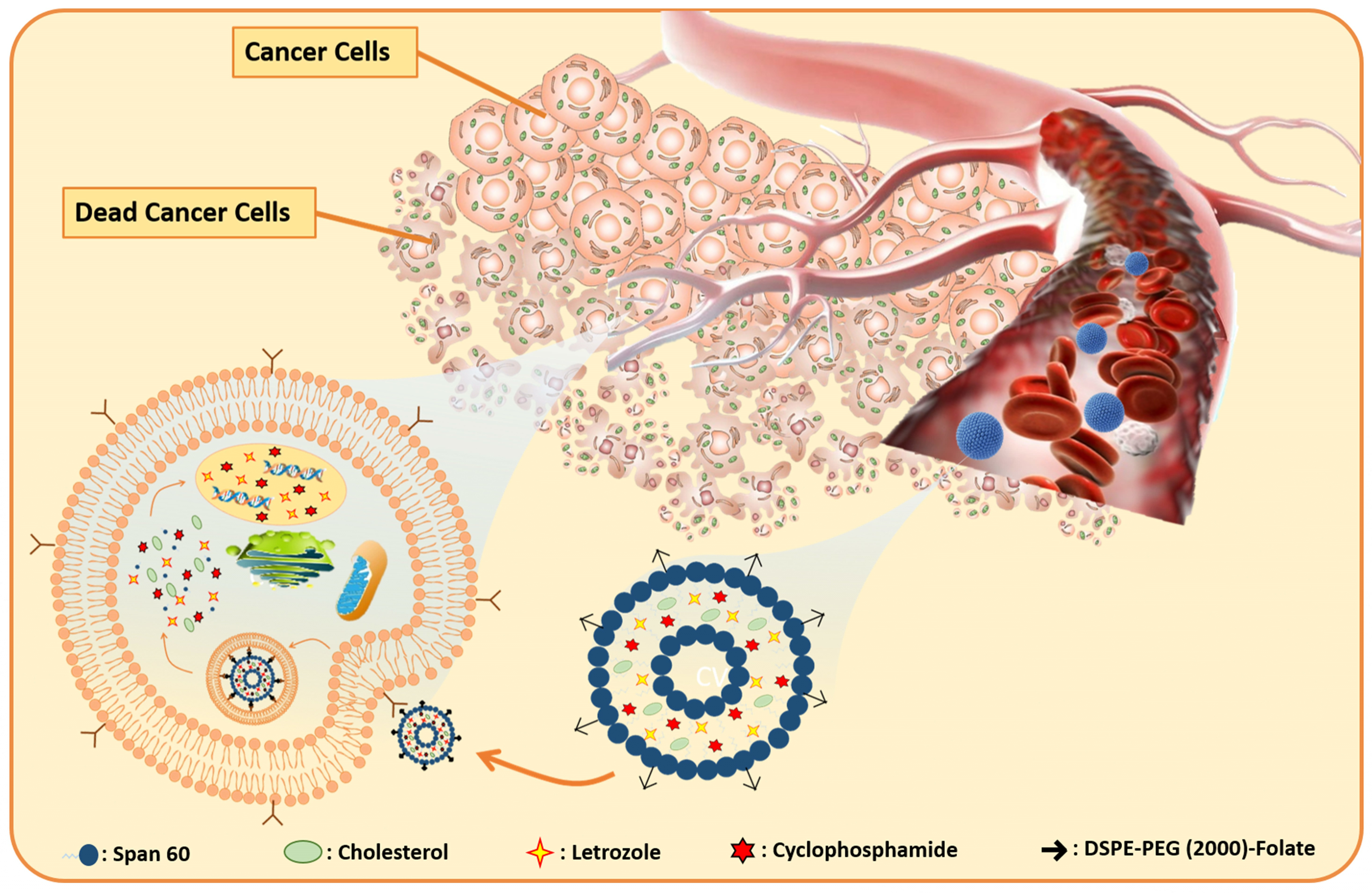 Pharmaceuticals | Free Full-Text | Co-Delivery of Letrozole and  Cyclophosphamide via Folic Acid-Decorated Nanoniosomes for Breast Cancer  Therapy: Synergic Effect, Augmentation of Cytotoxicity, and Apoptosis Gene  Expression