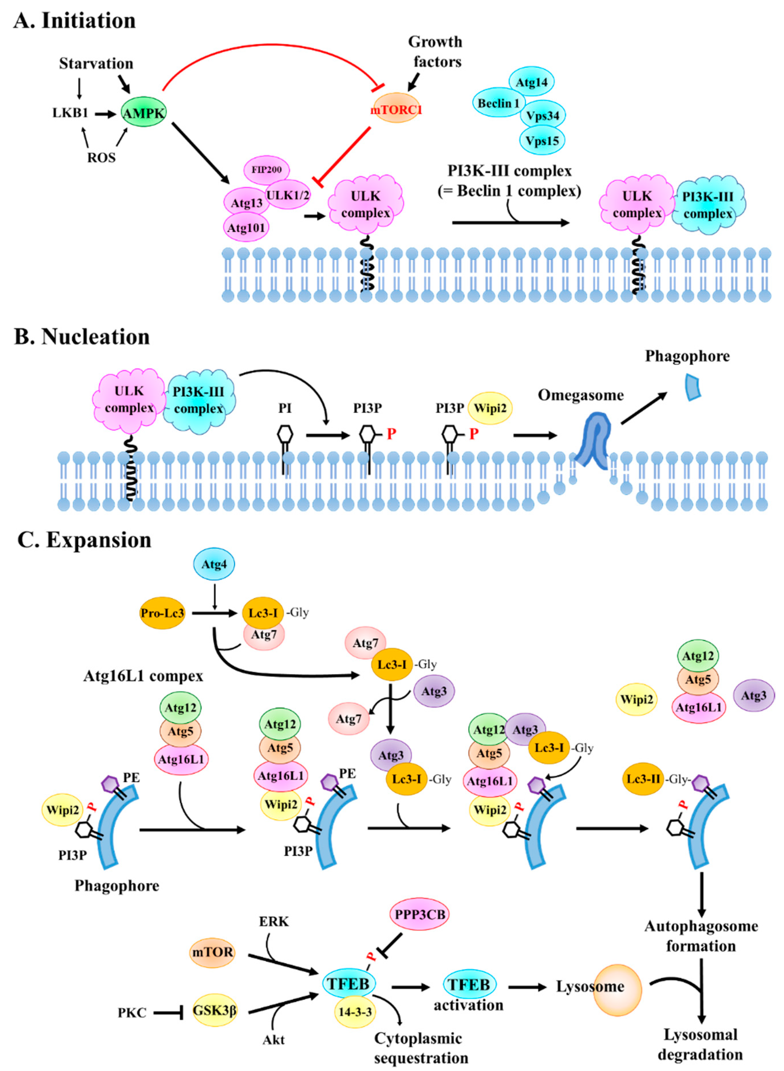Pharmaceuticals | Free Full-Text | Autophagy as a Therapeutic 