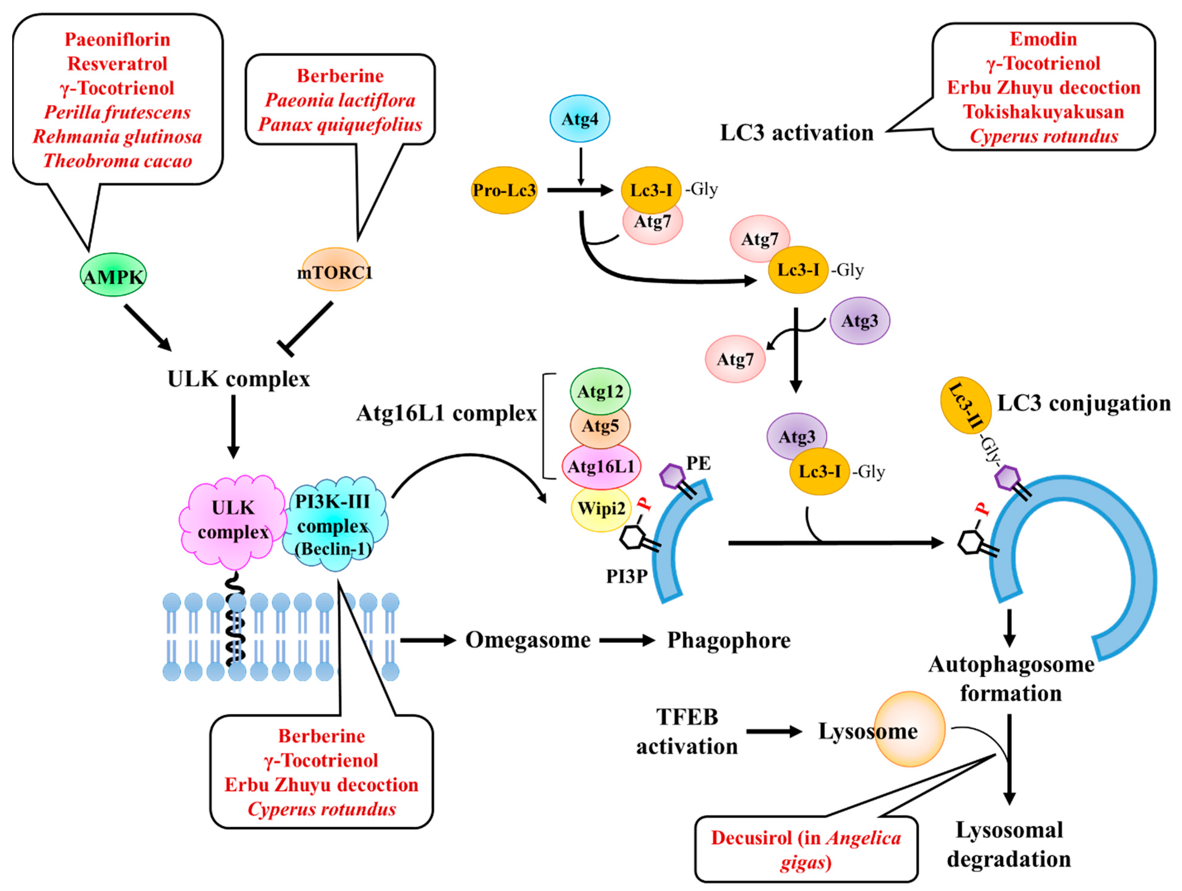 Pharmaceuticals 15 00053 g005