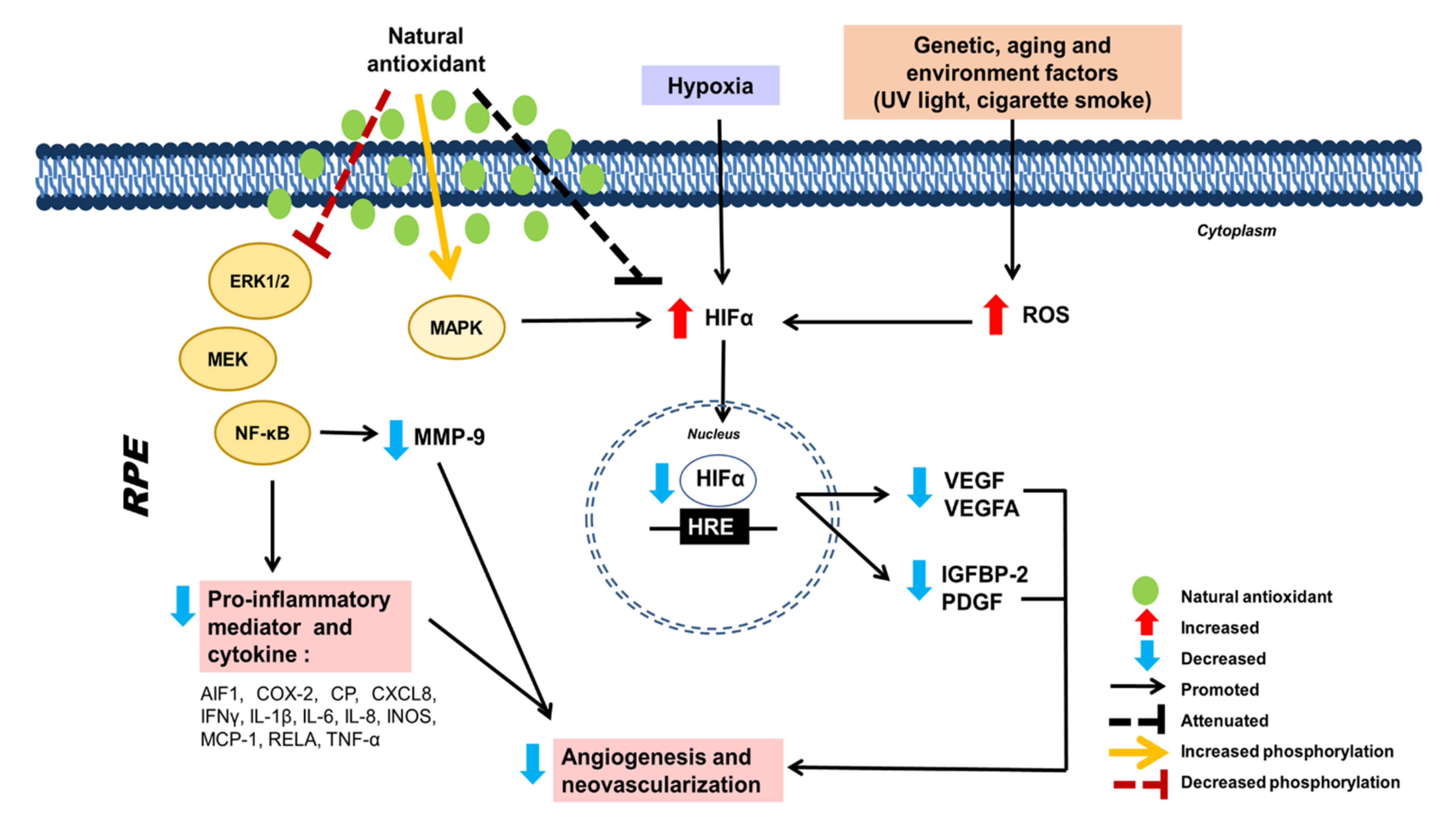 Artemisinin Protects Human Retinal Pigmented Epithelial Cells Against  Hydrogen Peroxide-induced Oxidative Damage by Enhancing the Activation of  AMP-active Protein Kinase