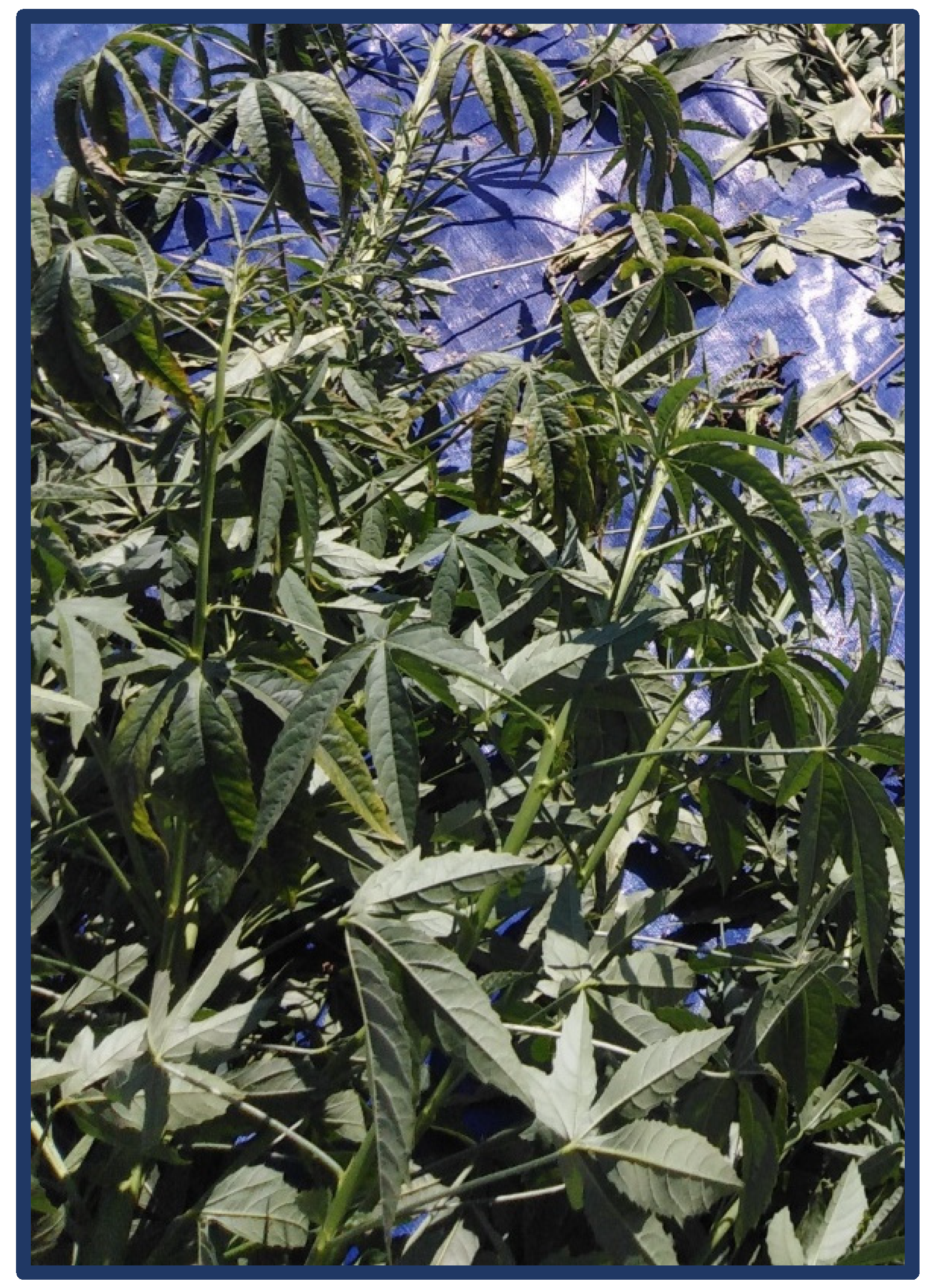 Pharmaceuticals 15 00111 g001