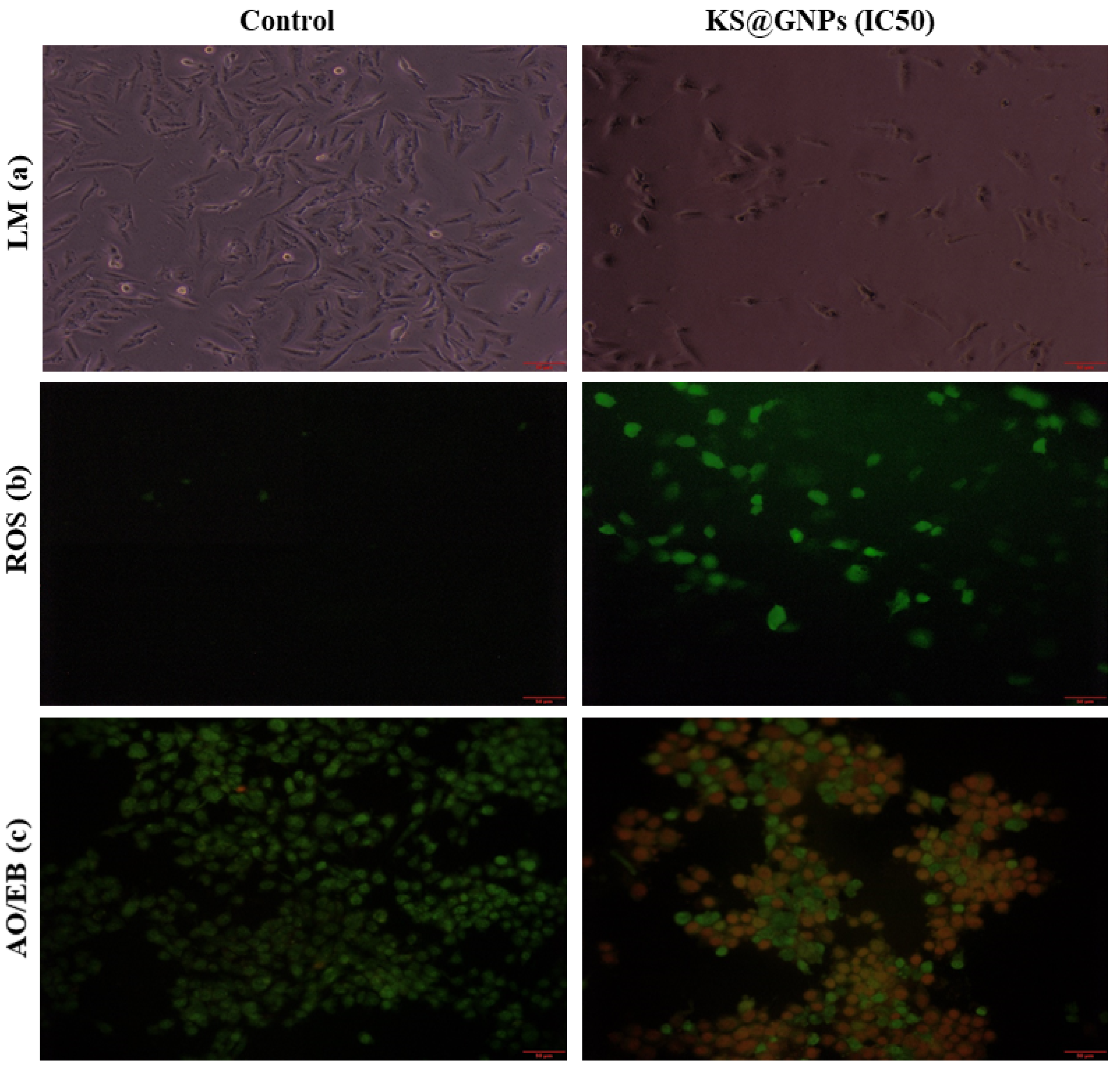 Pharmaceuticals 15 00111 g009
