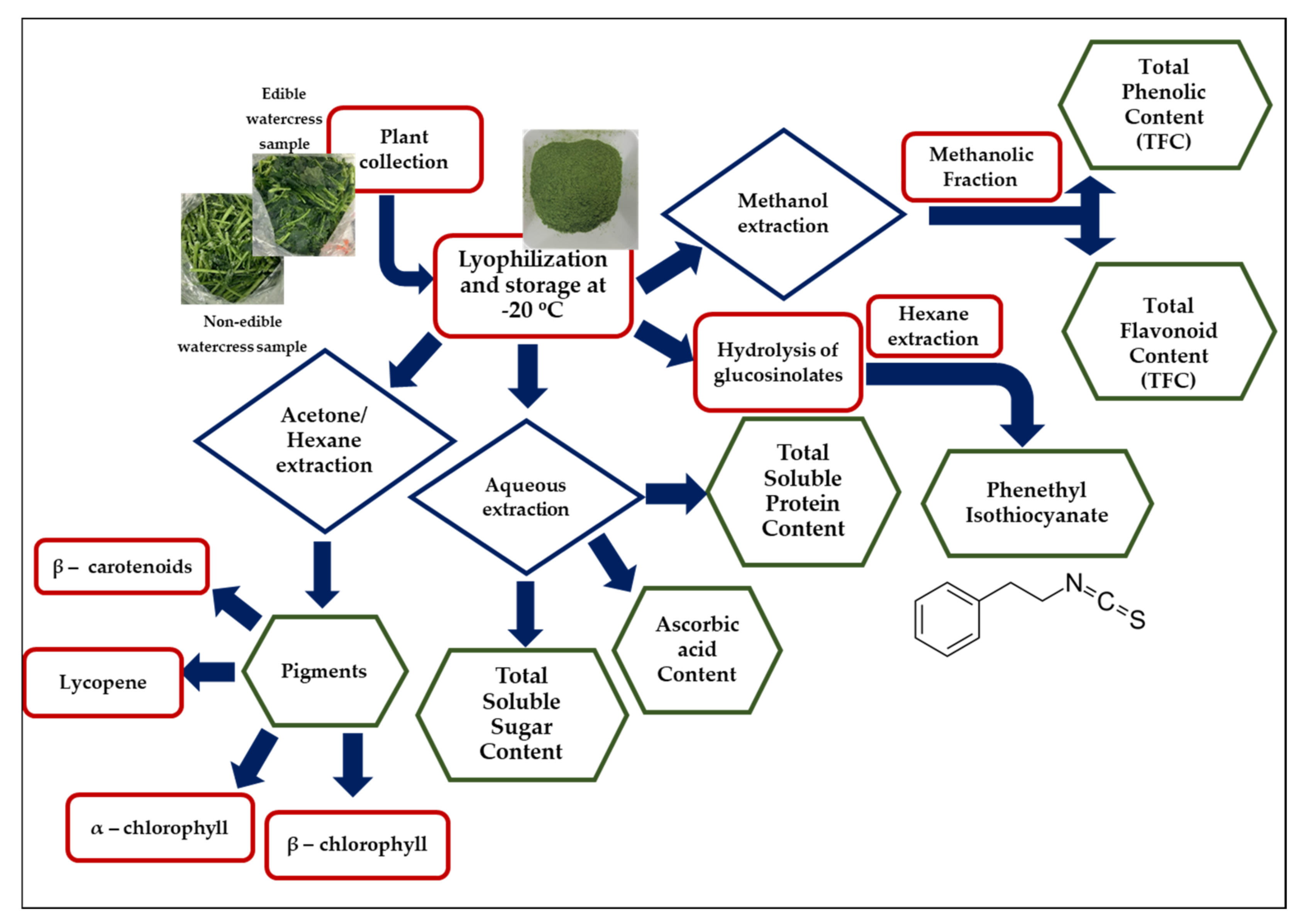Pharmaceuticals | Free Full-Text | Evaluation of Bioactive Properties of  Lipophilic Fractions of Edible and Non-Edible Parts of Nasturtium  officinale (Watercress) in a Model of Human Malignant Melanoma Cells