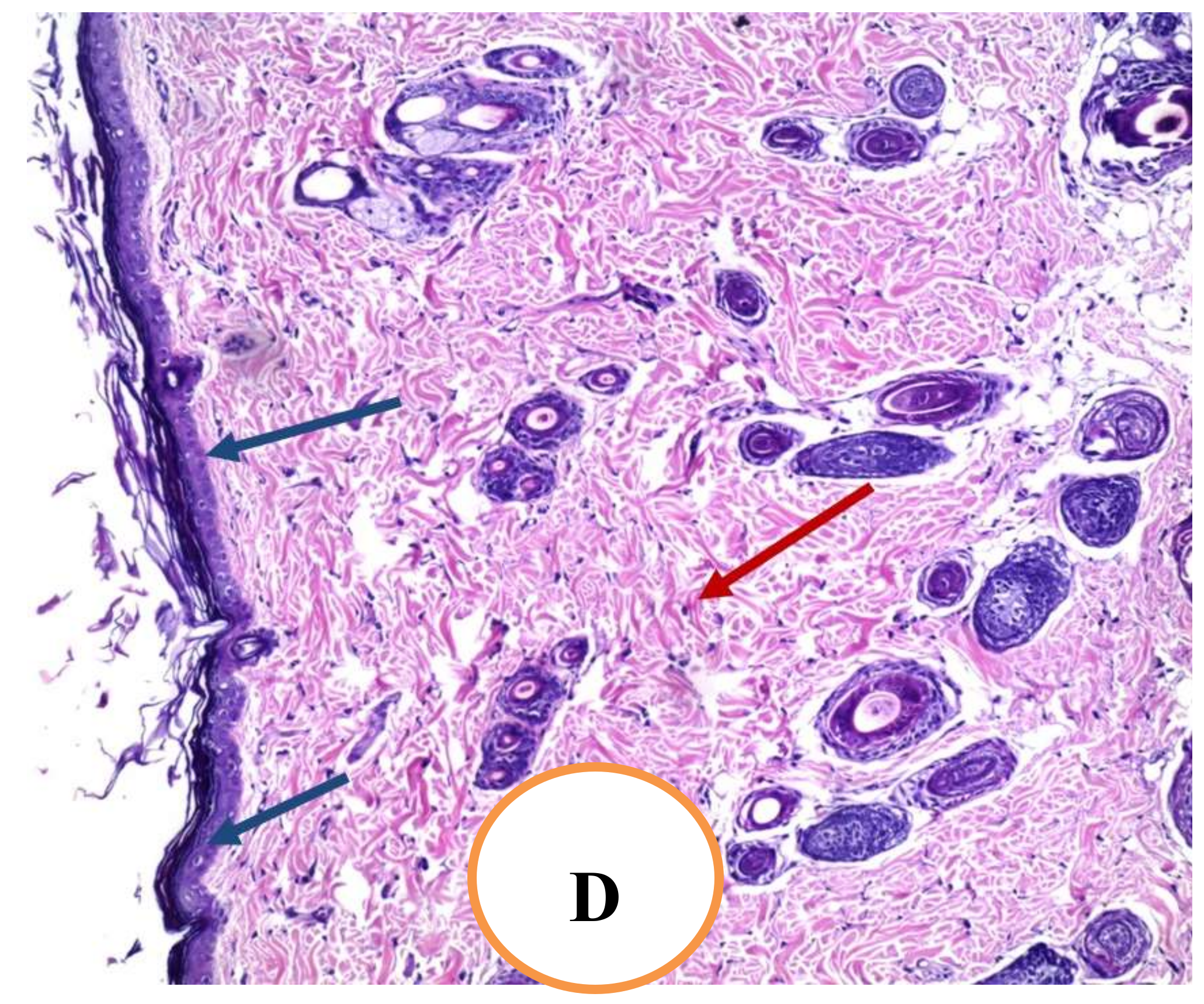 Pharmaceuticals 15 00178 g009b Pharmaceuticals 15 00178 g009b