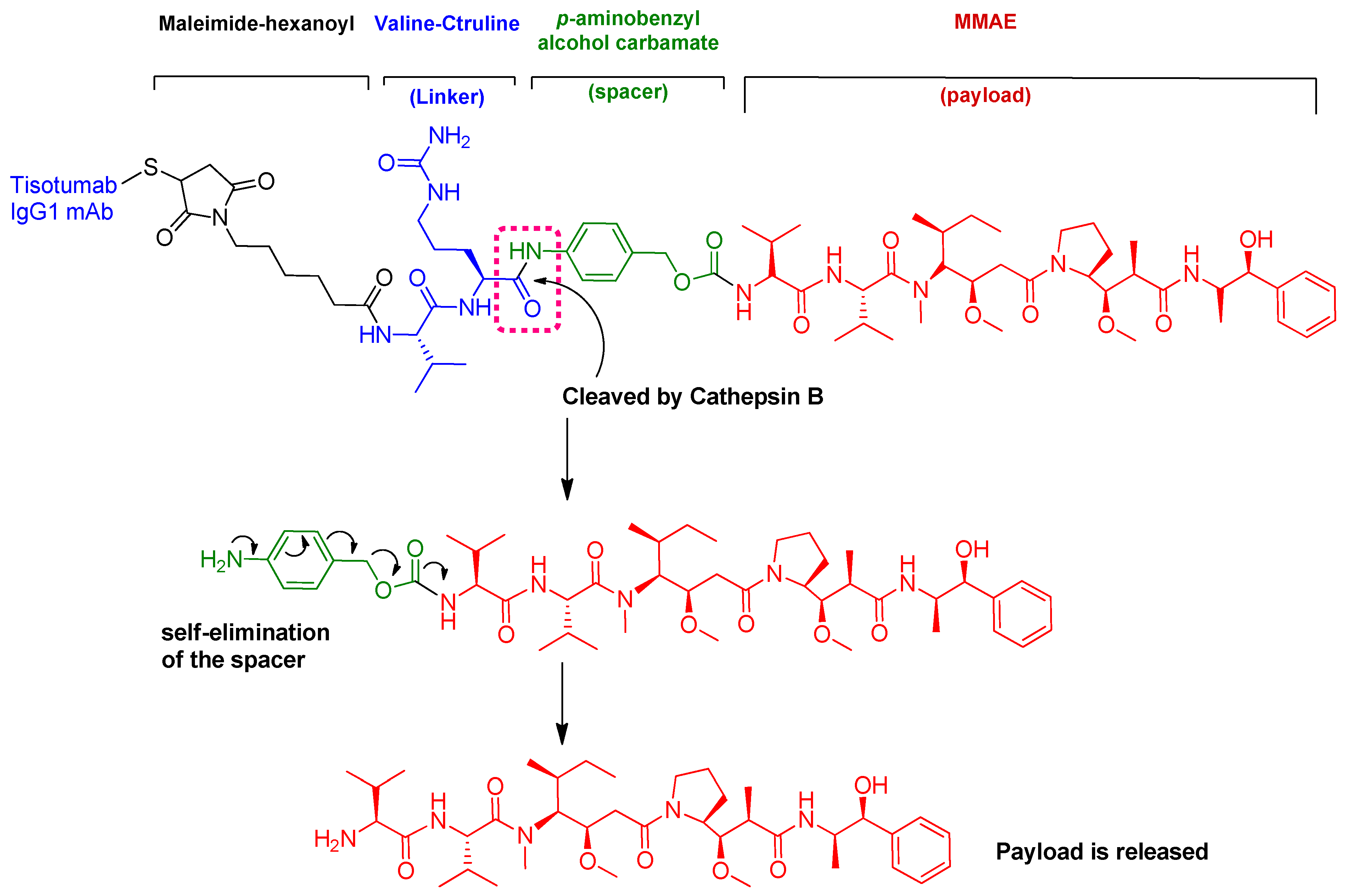 Pharmaceuticals 15 00222 g012