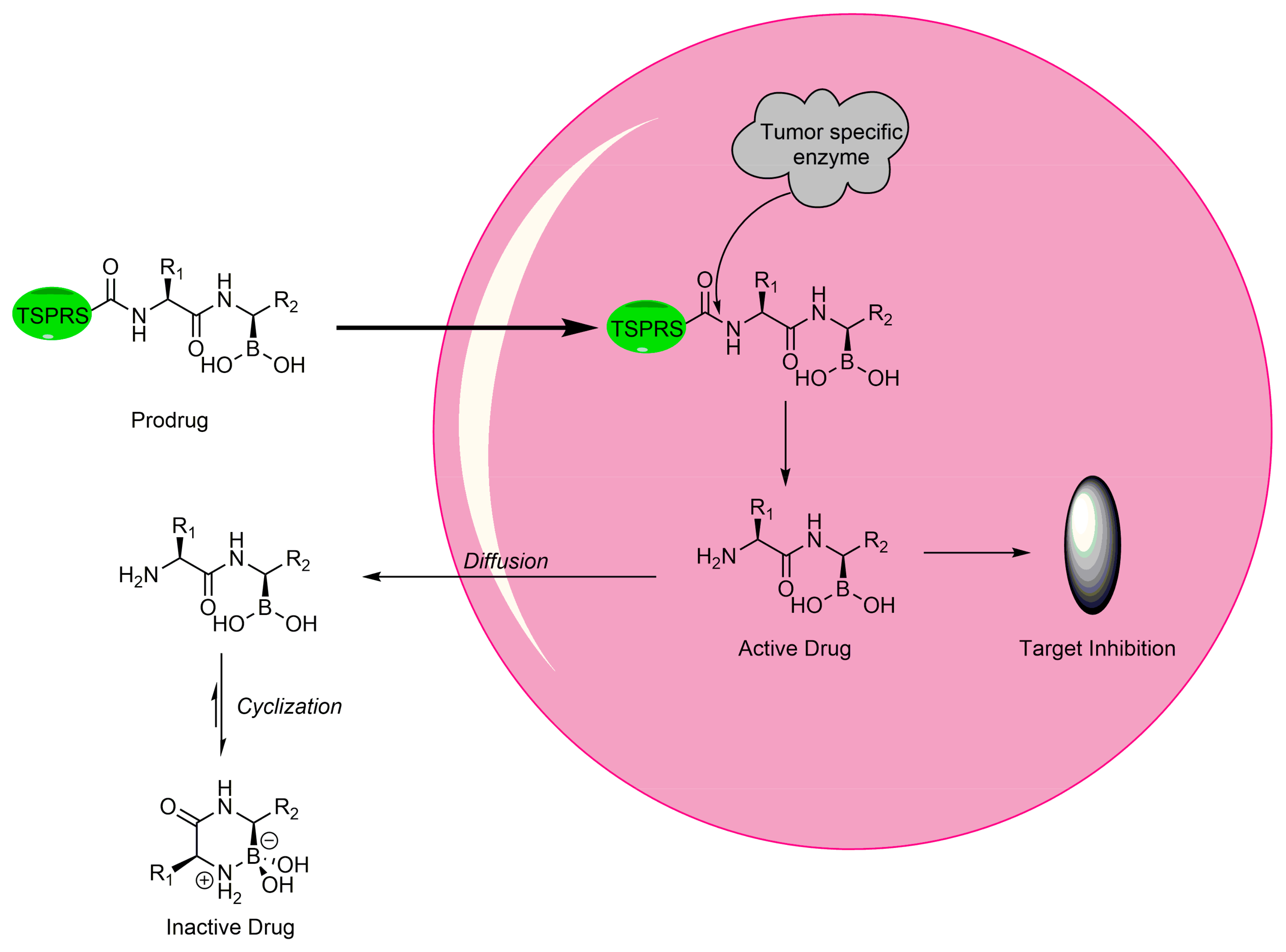 Pharmaceuticals 15 00264 g004 Pharmaceuticals 15 00264 g004