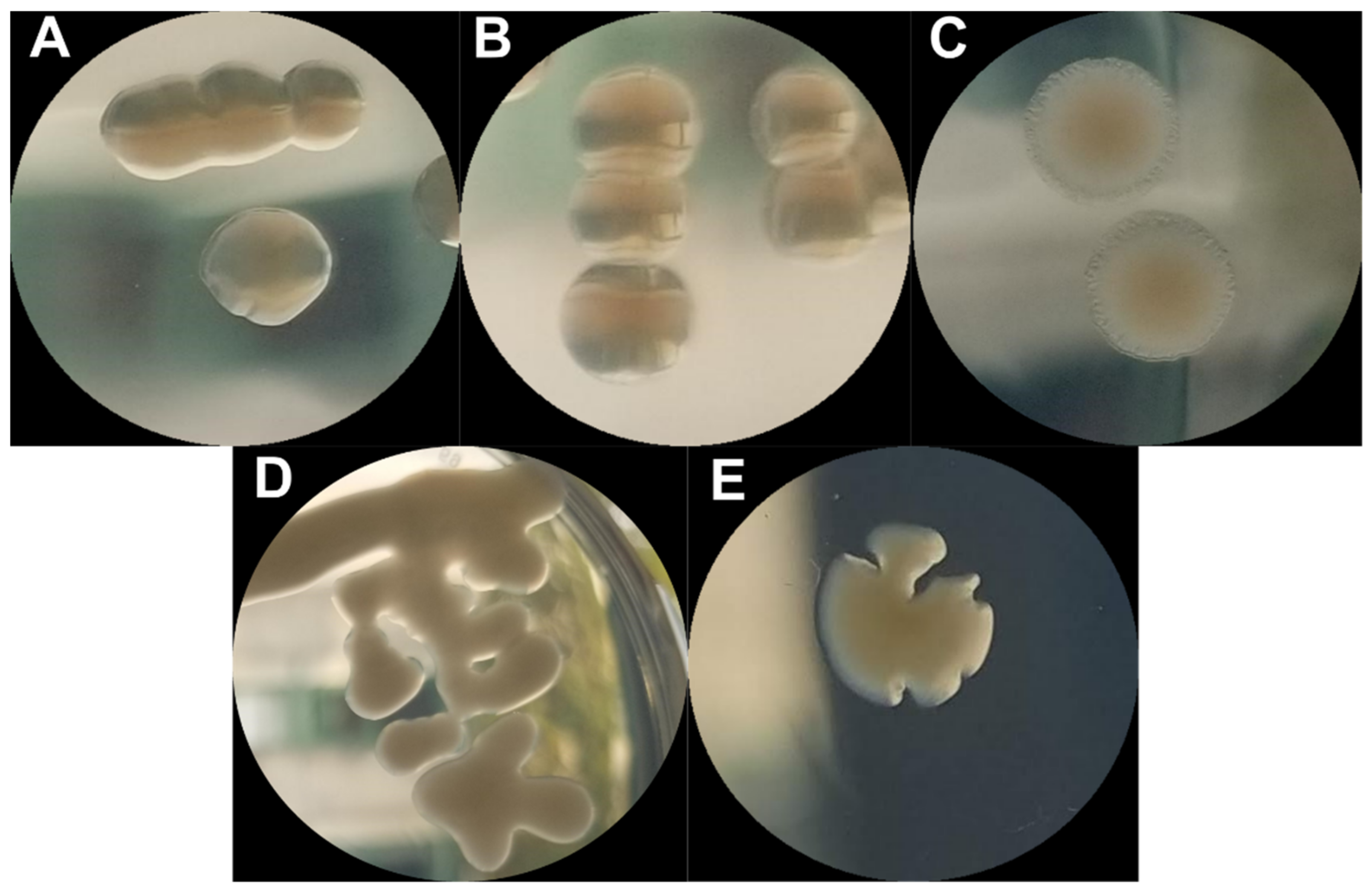 escherichia coli colony morphology