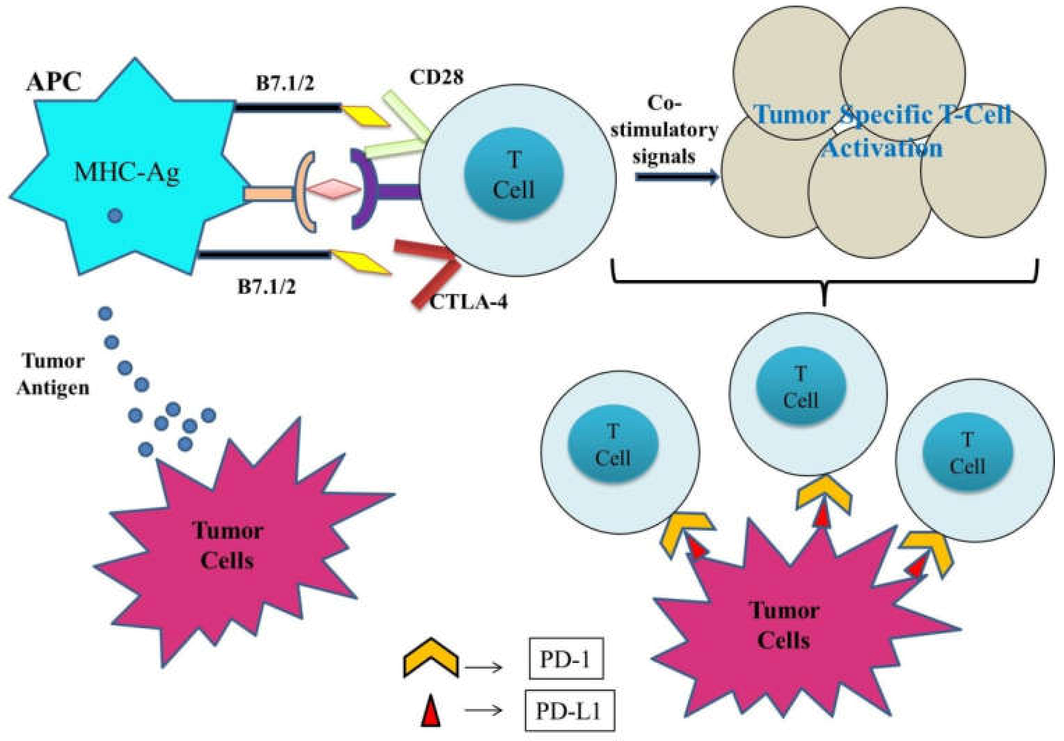 CTLA4 as Immunological Checkpoint in the Development of Multiple