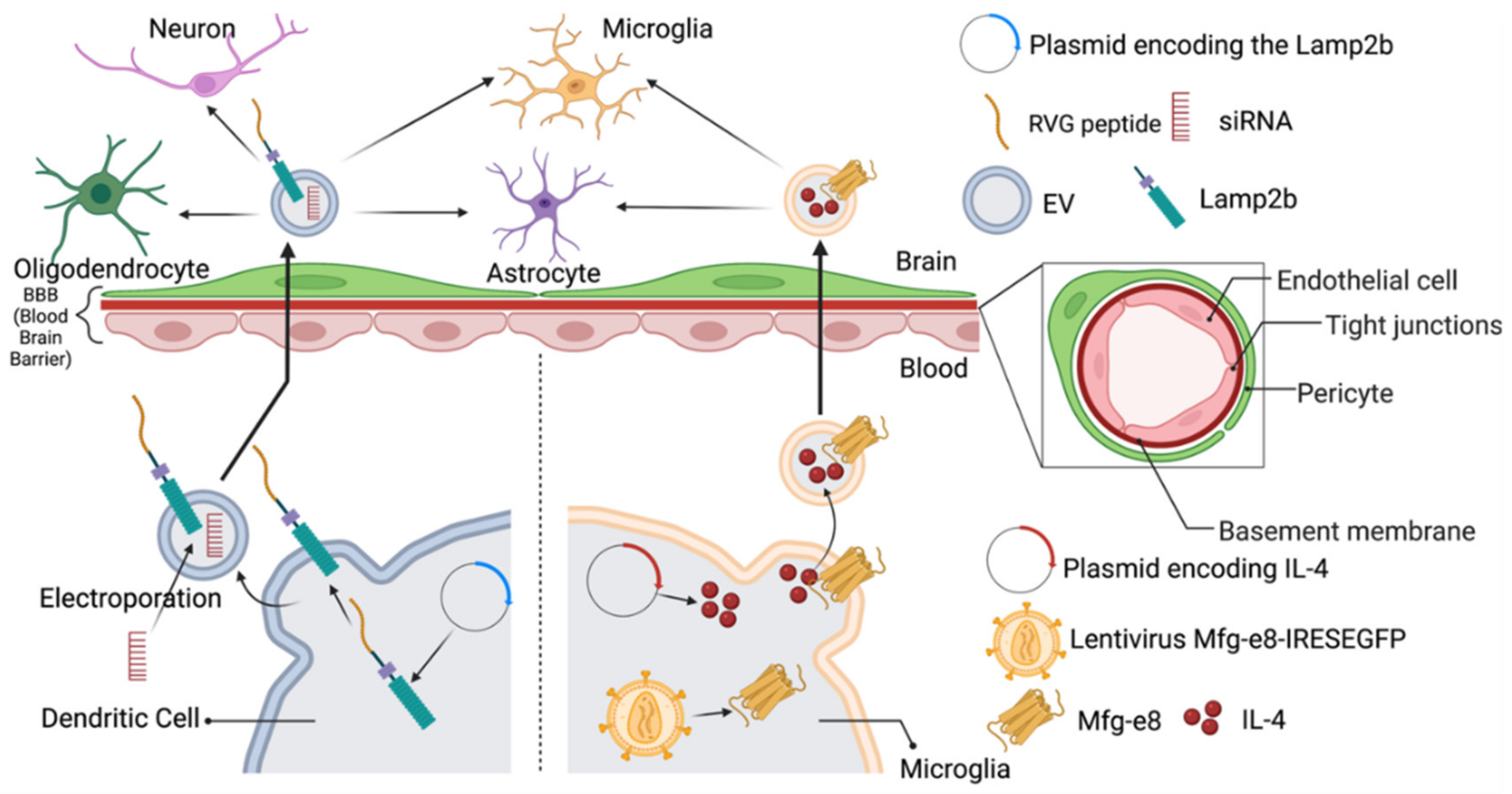 Pharmaceuticals | Free Full-Text | Targeted Drug Delivery to the ...