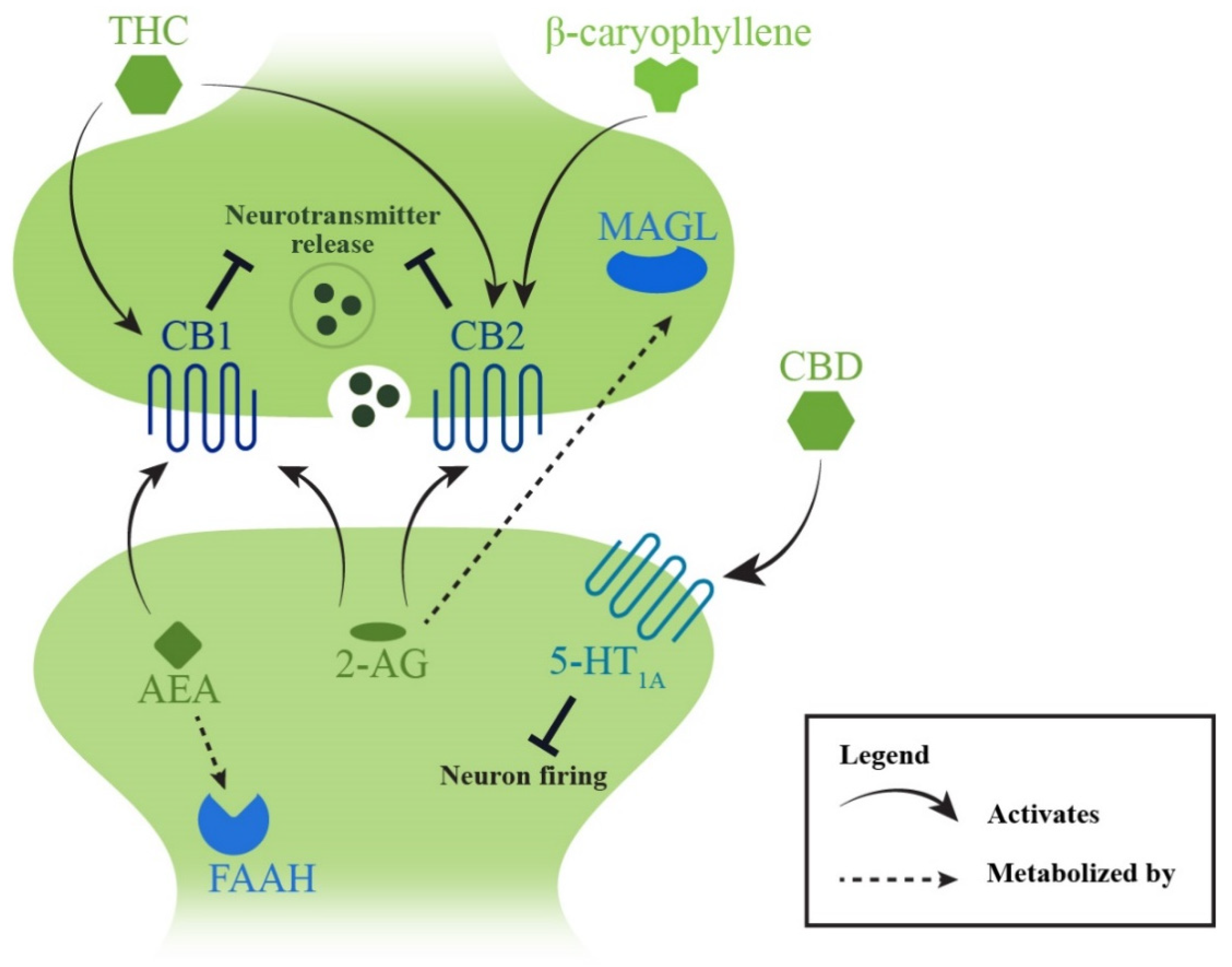 Pharmaceuticals 15 00607 g005