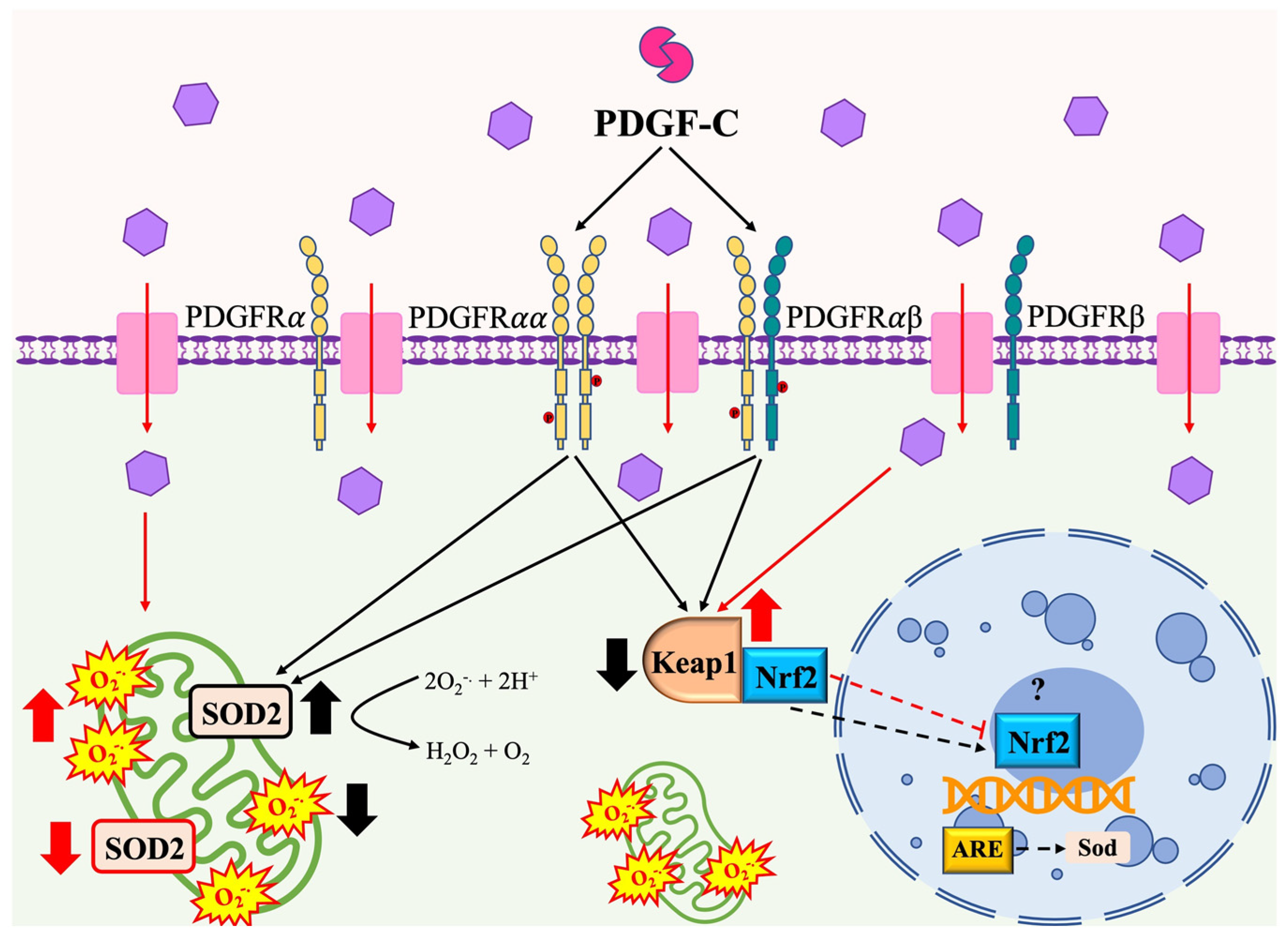 Pharmaceuticals 15 00639 g006