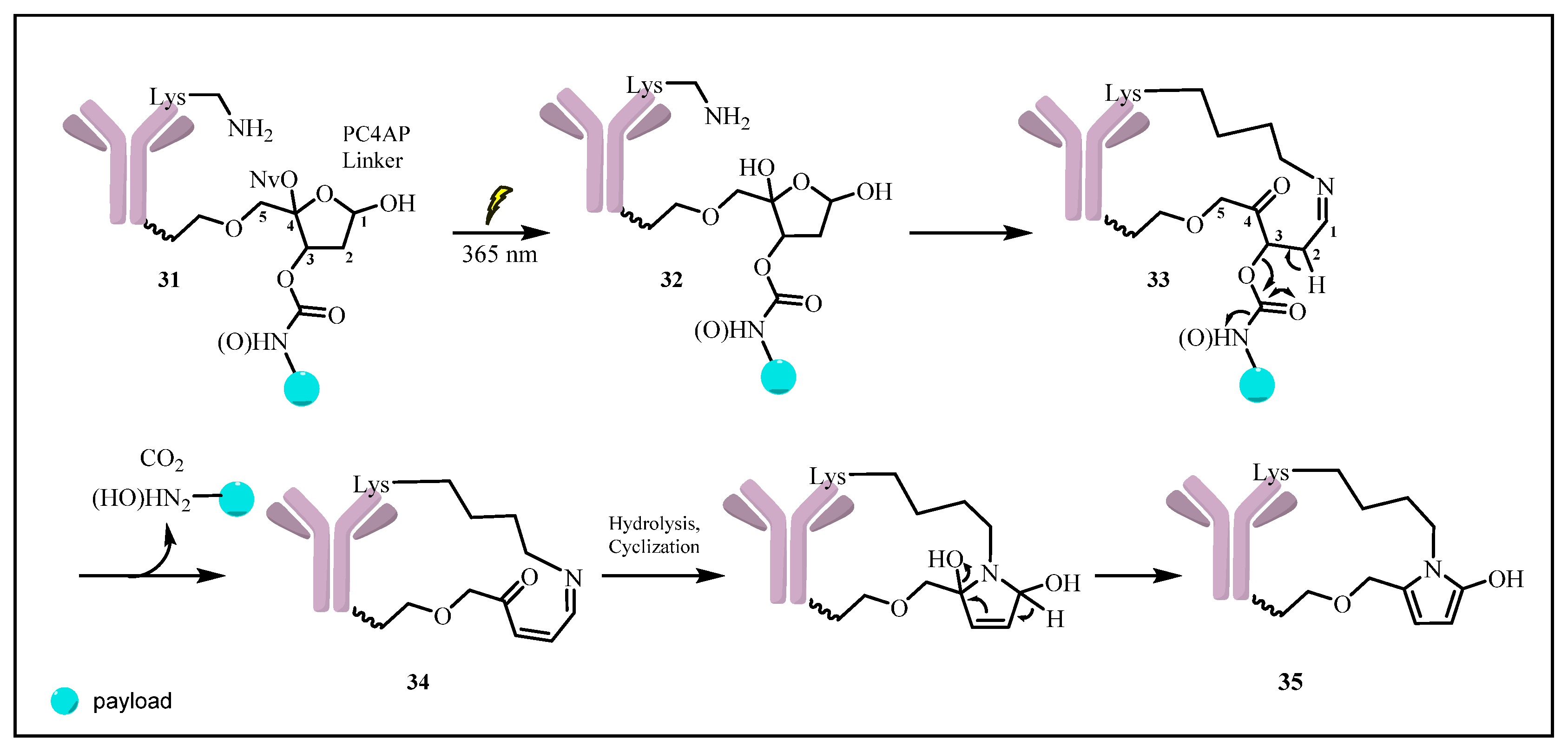 Pharmaceuticals 15 00655 sch004