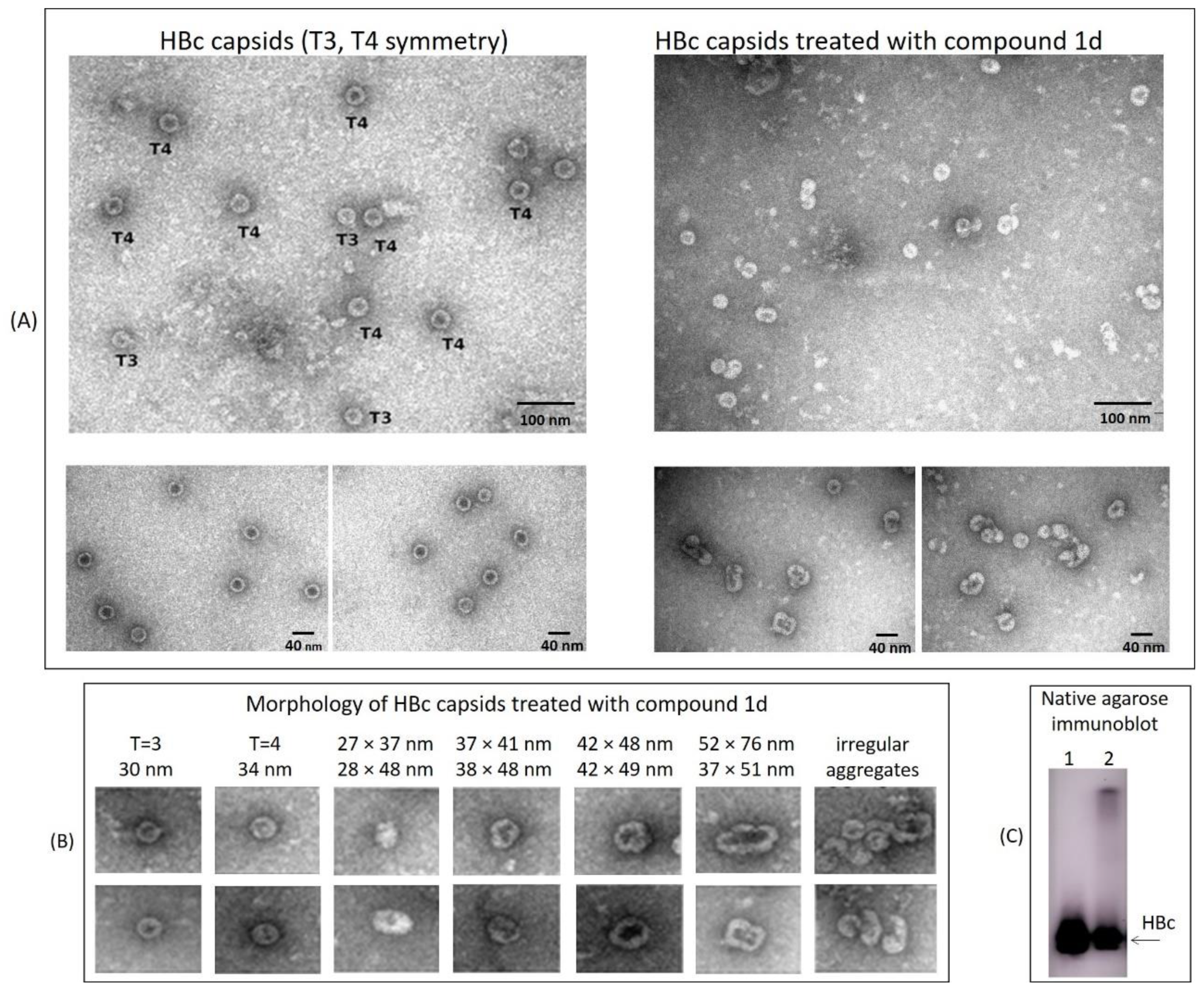 Pharmaceuticals 15 00773 g011