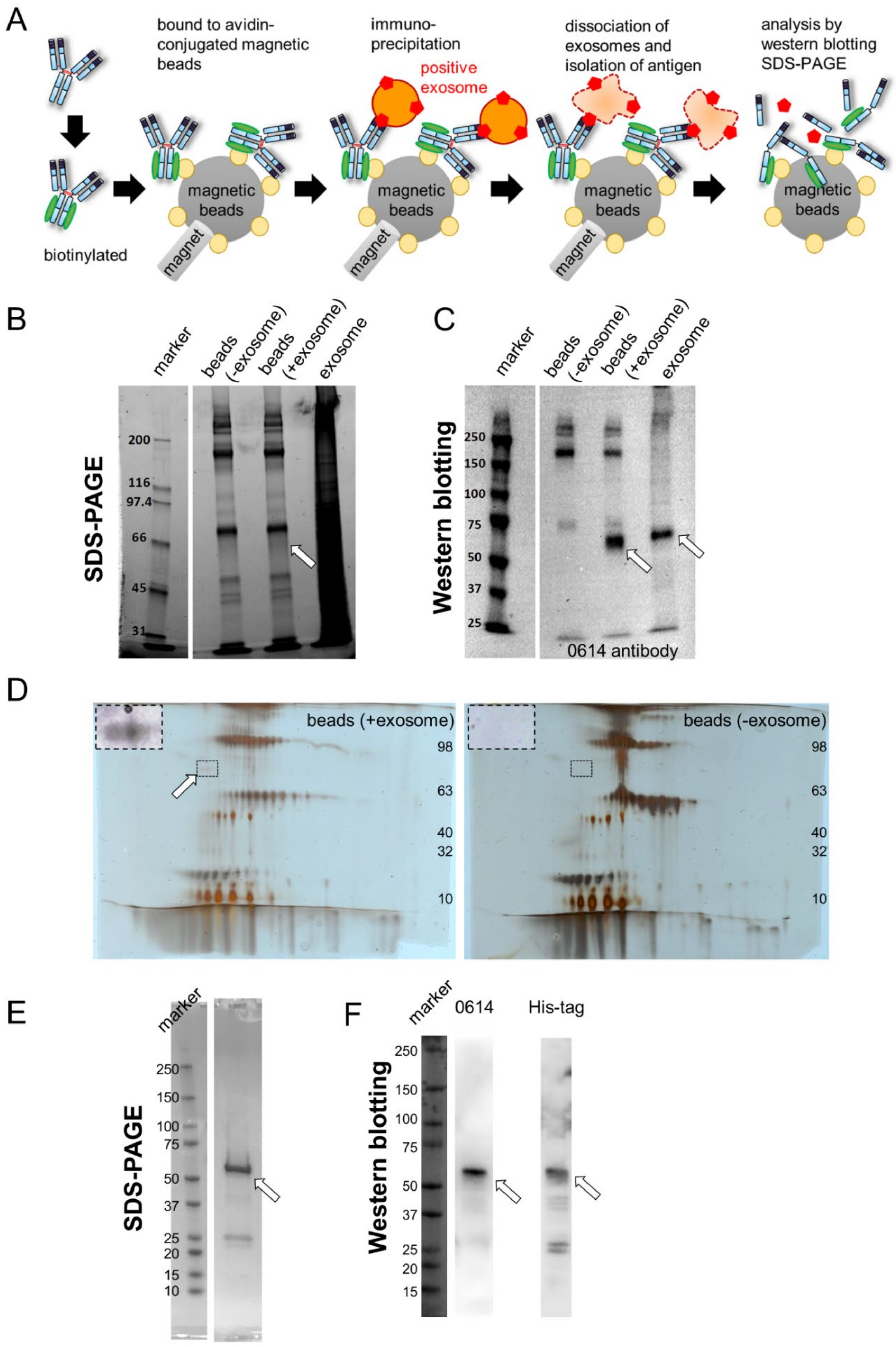 Pharmaceuticals 15 00837 g001
