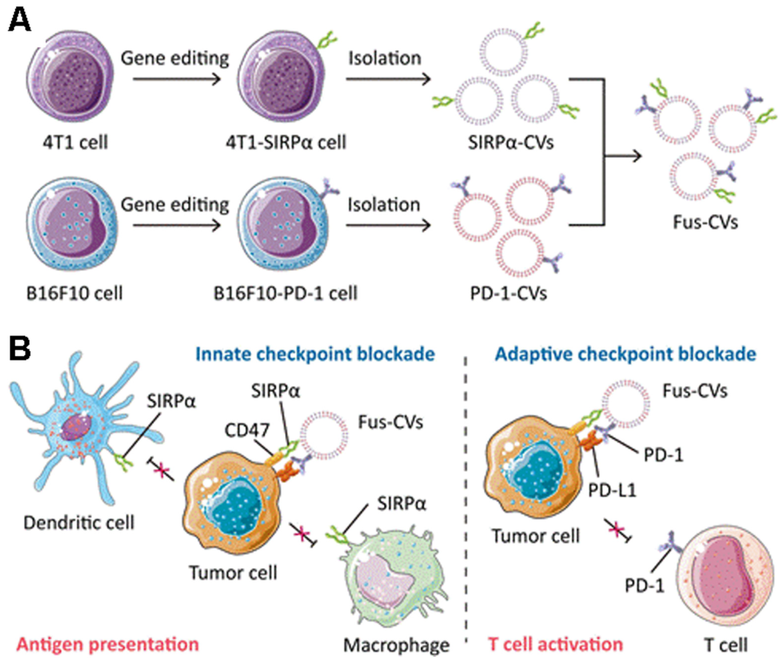 Pharmaceuticals 15 00876 g004