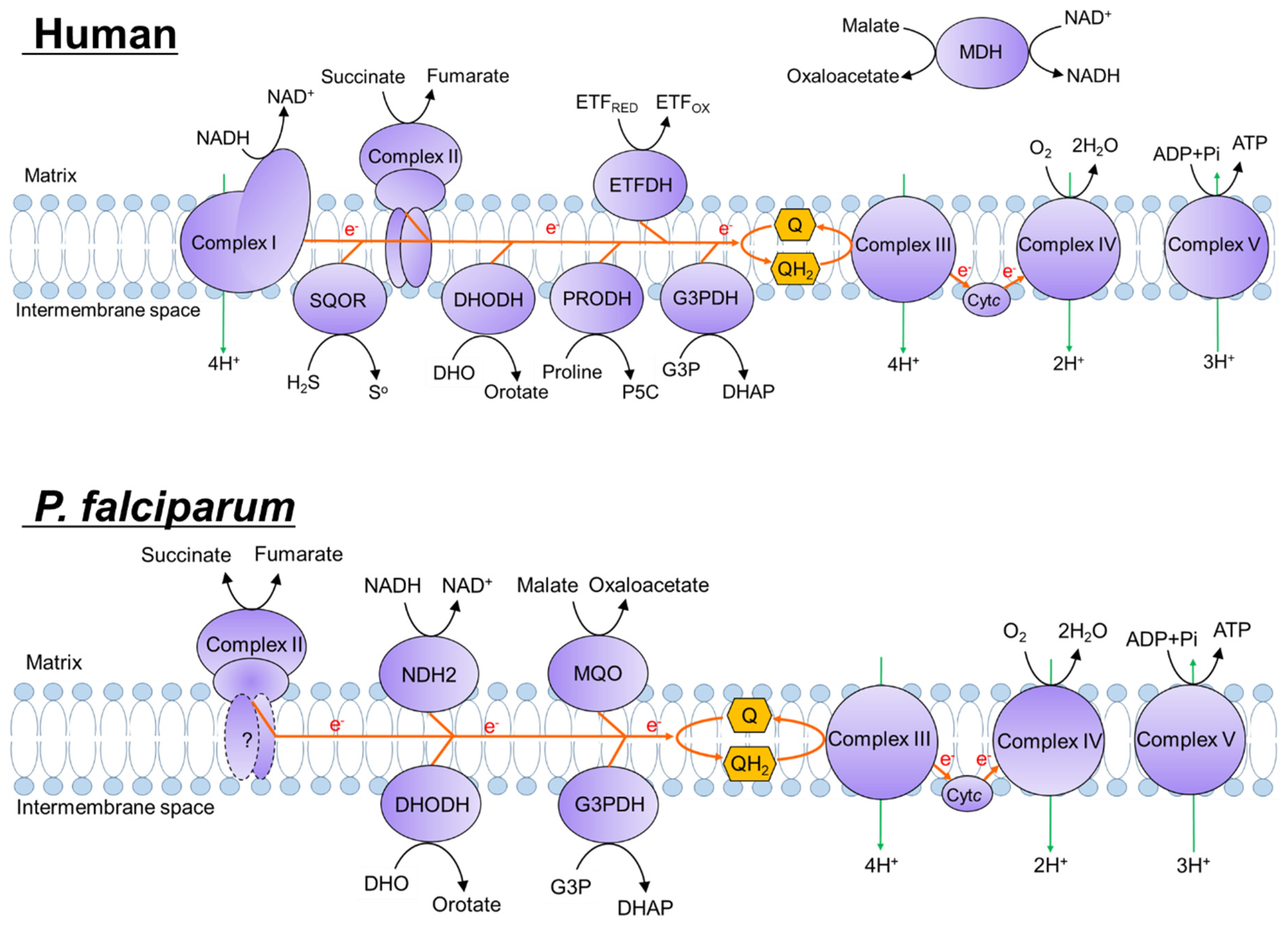 Pharmaceuticals 15 00903 g001