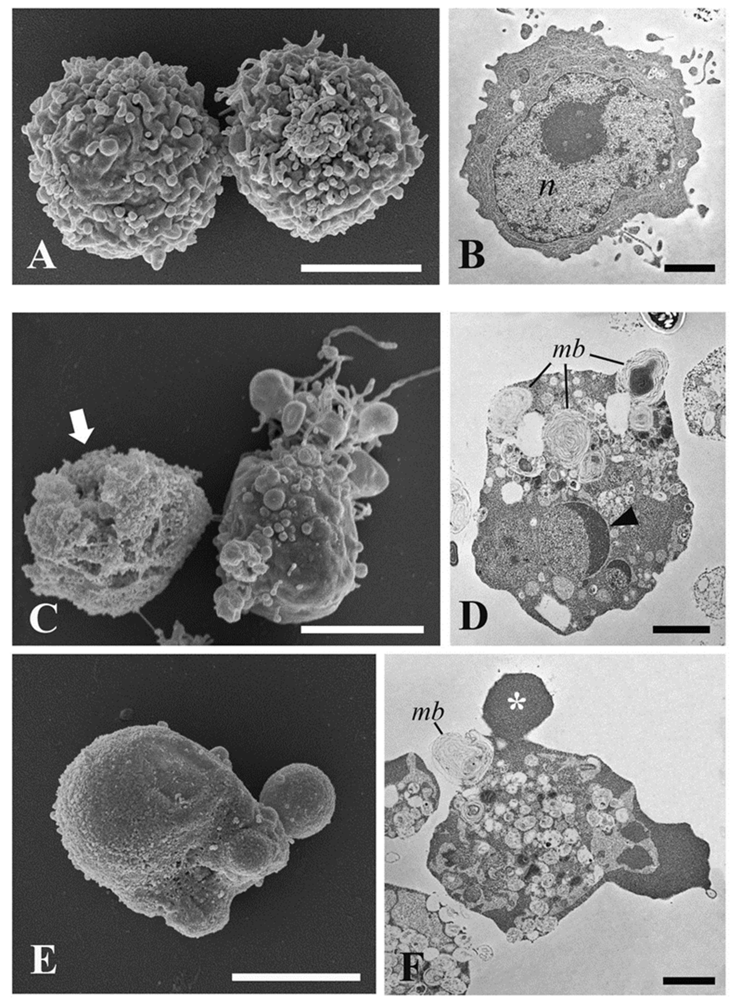 Pharmaceuticals 15 00976 g006