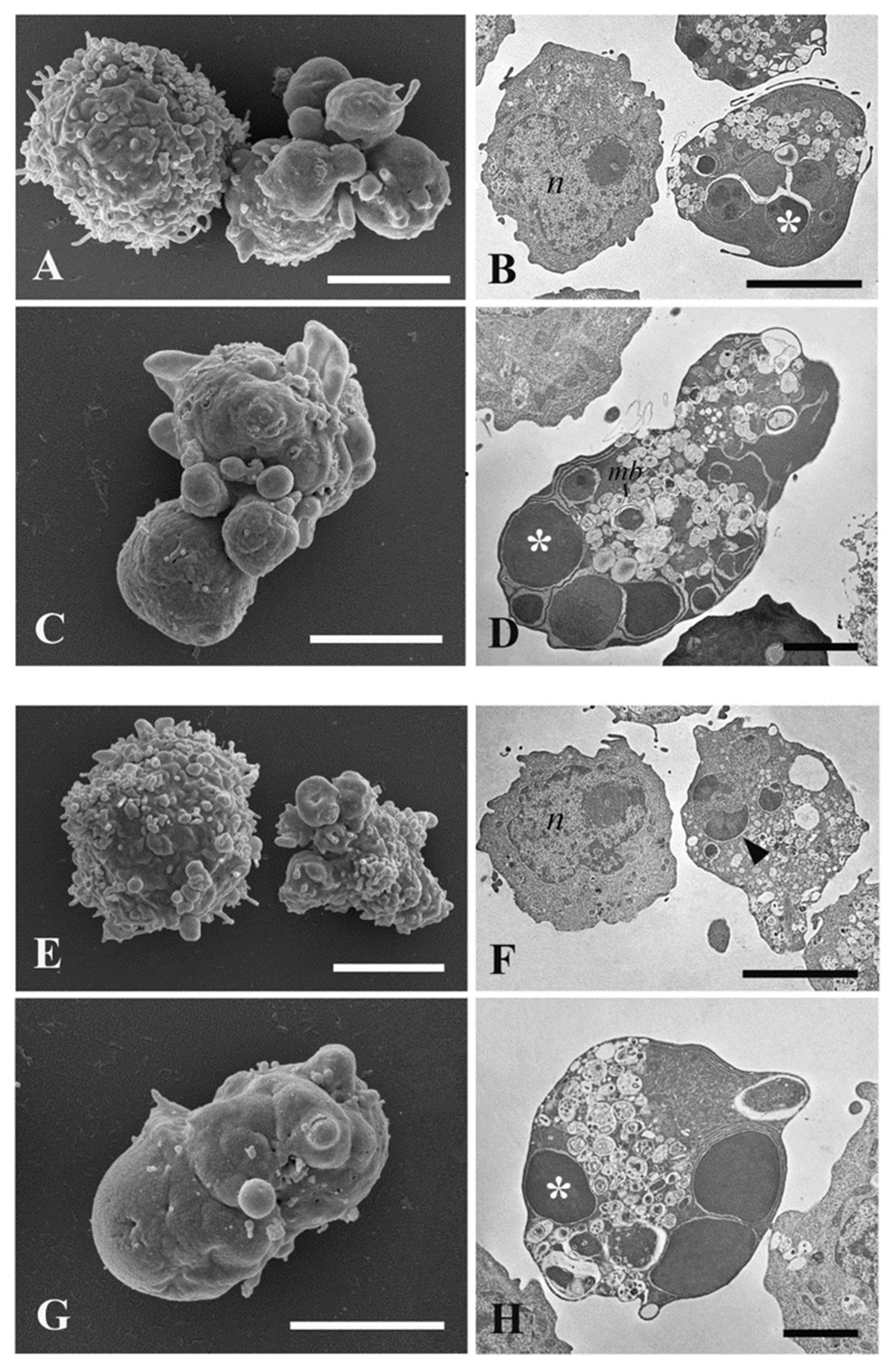 Pharmaceuticals 15 00976 g007