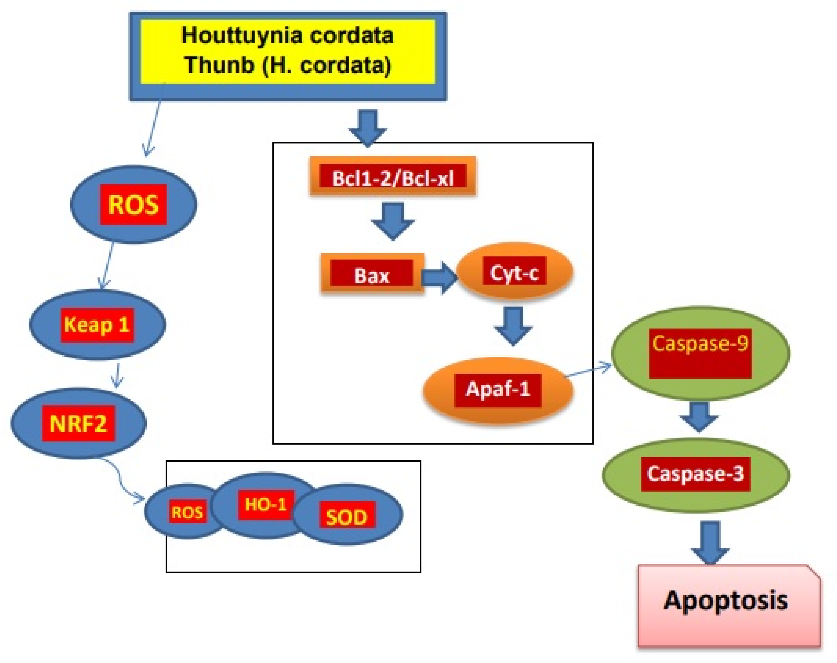 Suppression of LTA-induced TNF-α expression by H. cordata extract