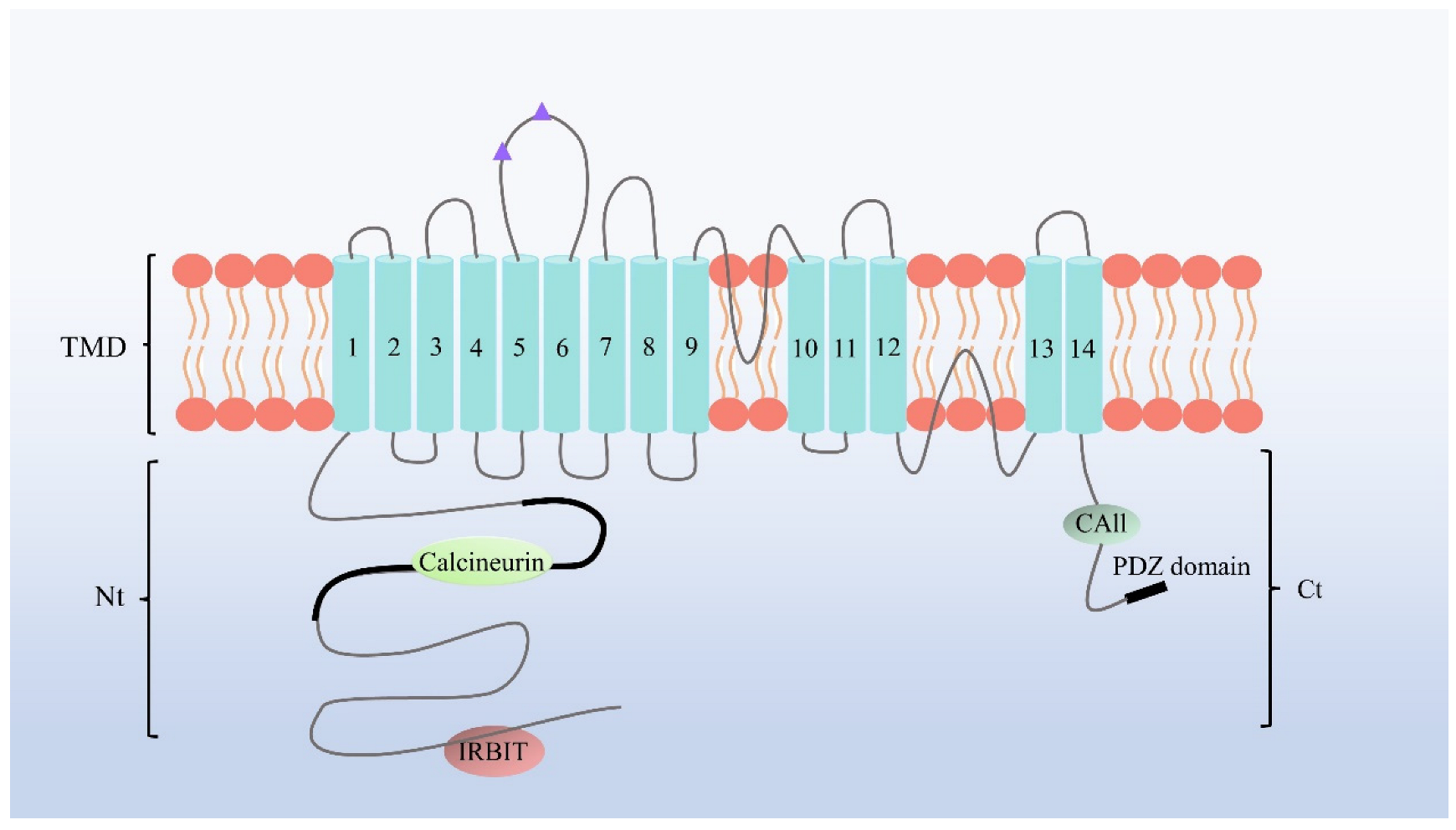 Pharmaceuticals 15 01082 g002 Pharmaceuticals 15 01082 g002