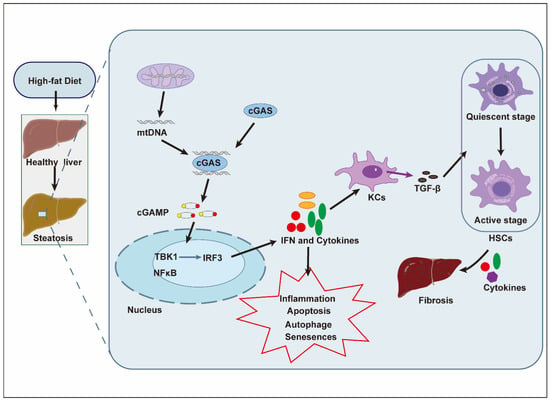 Pharmaceuticals | Free Full-Text | The STING in Non-Alcoholic Fatty ...