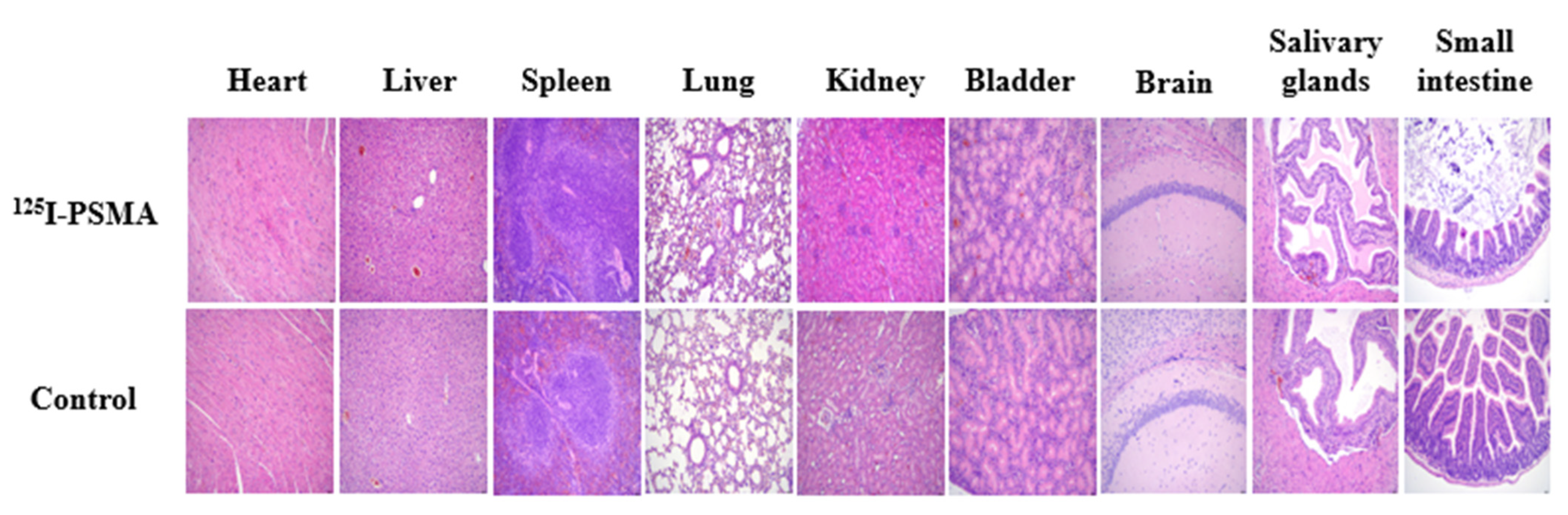 Pharmaceuticals 15 01252 g007 Pharmaceuticals 15 01252 g007