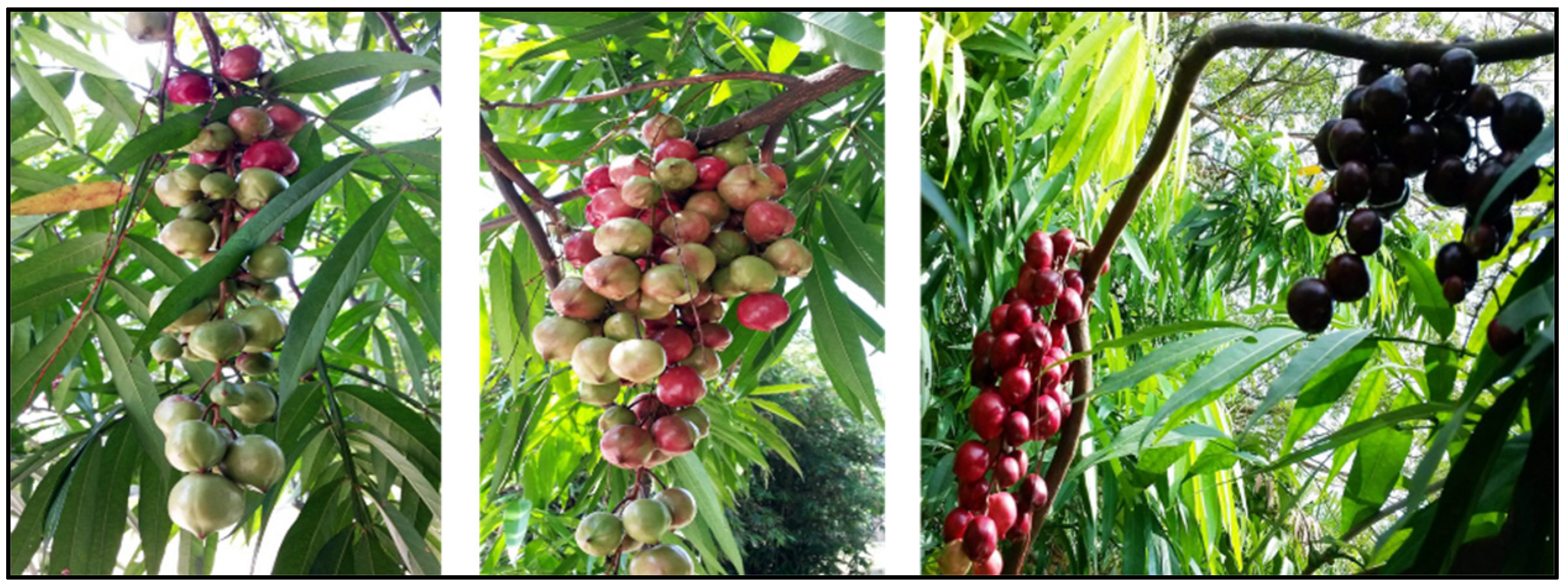 Pharmaceuticals 15 01261 g001 Pharmaceuticals 15 01261 g001