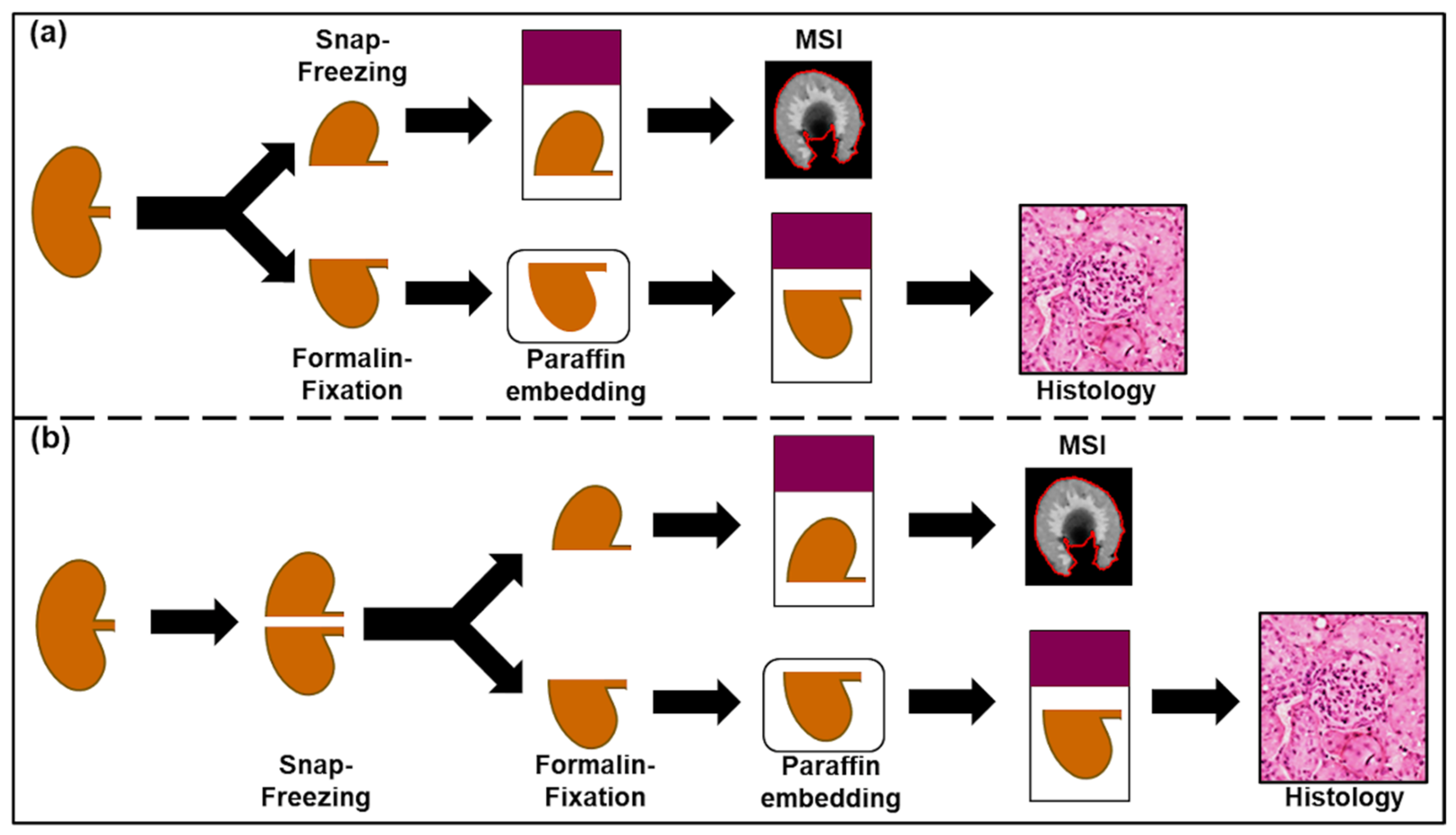Pharmaceuticals | Free Full-Text | Evaluation of Formalin-Fixed and FFPE  Tissues for Spatially Resolved Metabolomics and Drug Distribution Studies |  HTML