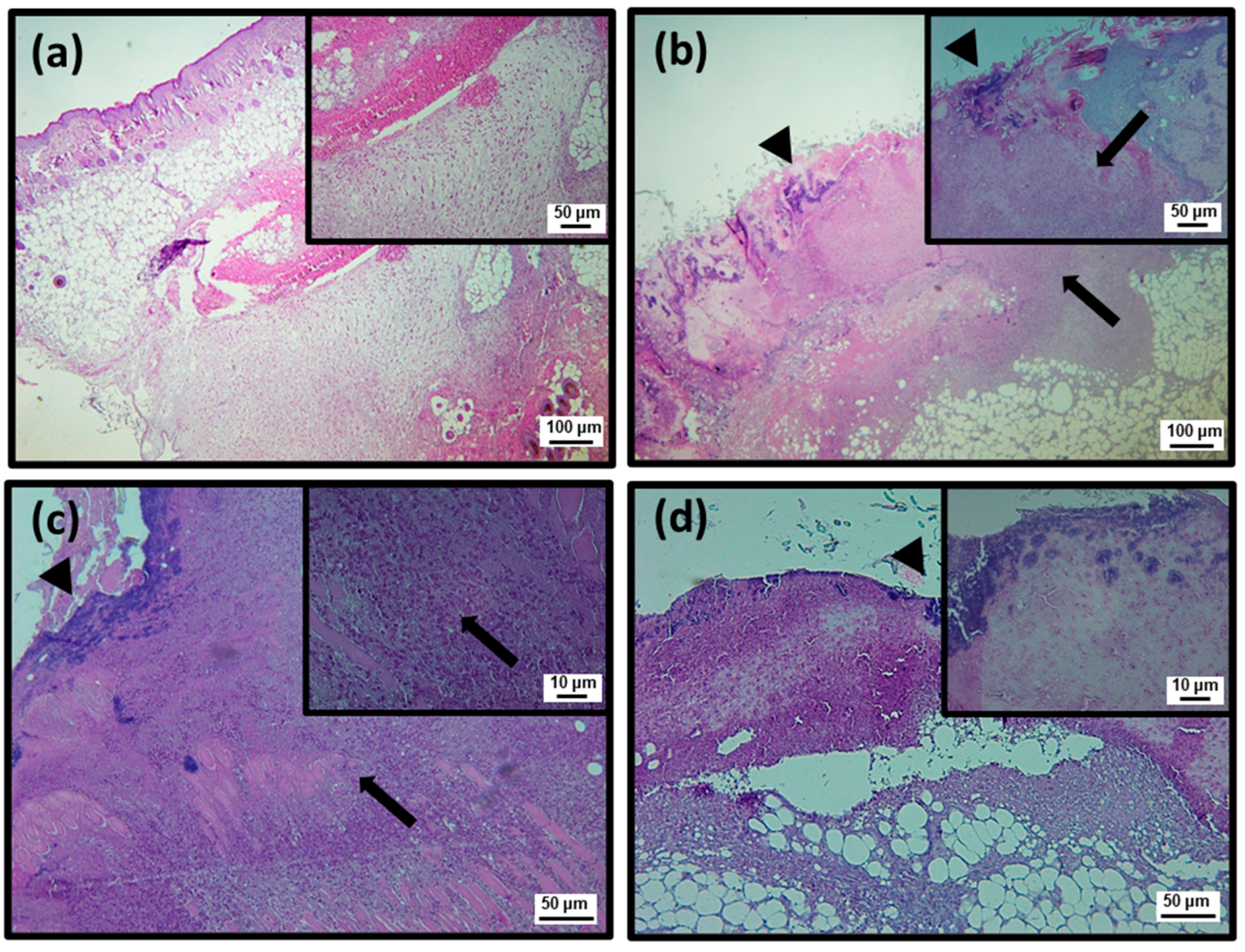 Pharmaceuticals 15 01441 g004