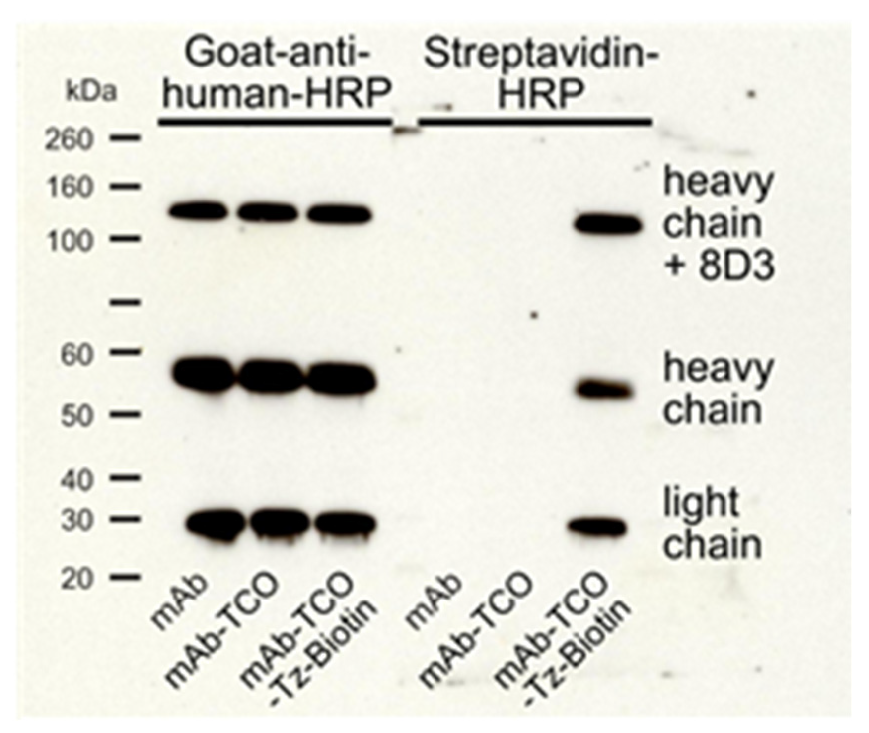 Pharmaceuticals 15 01445 g002 Pharmaceuticals 15 01445 g002