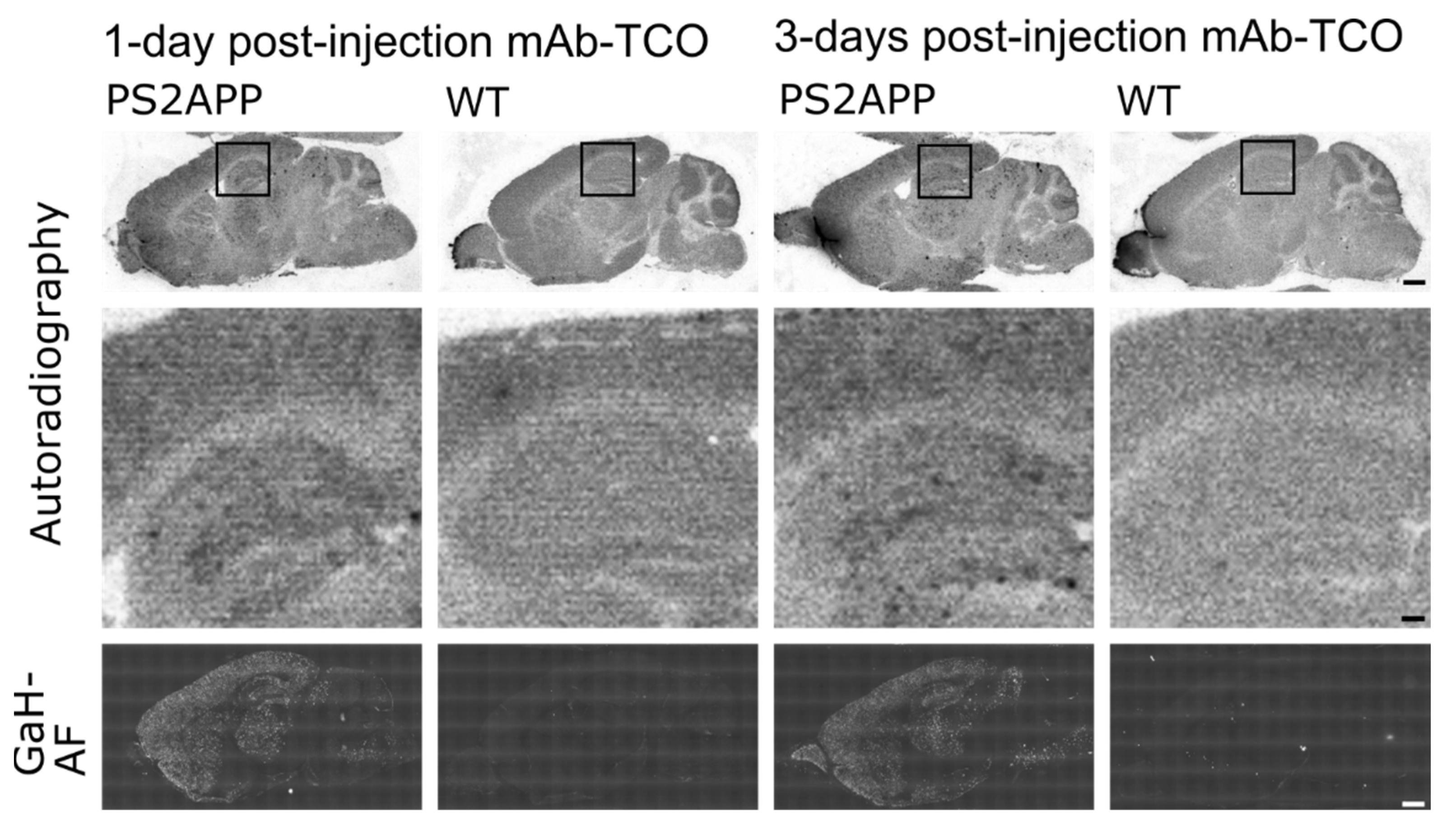 Pharmaceuticals 15 01445 g005 Pharmaceuticals 15 01445 g005