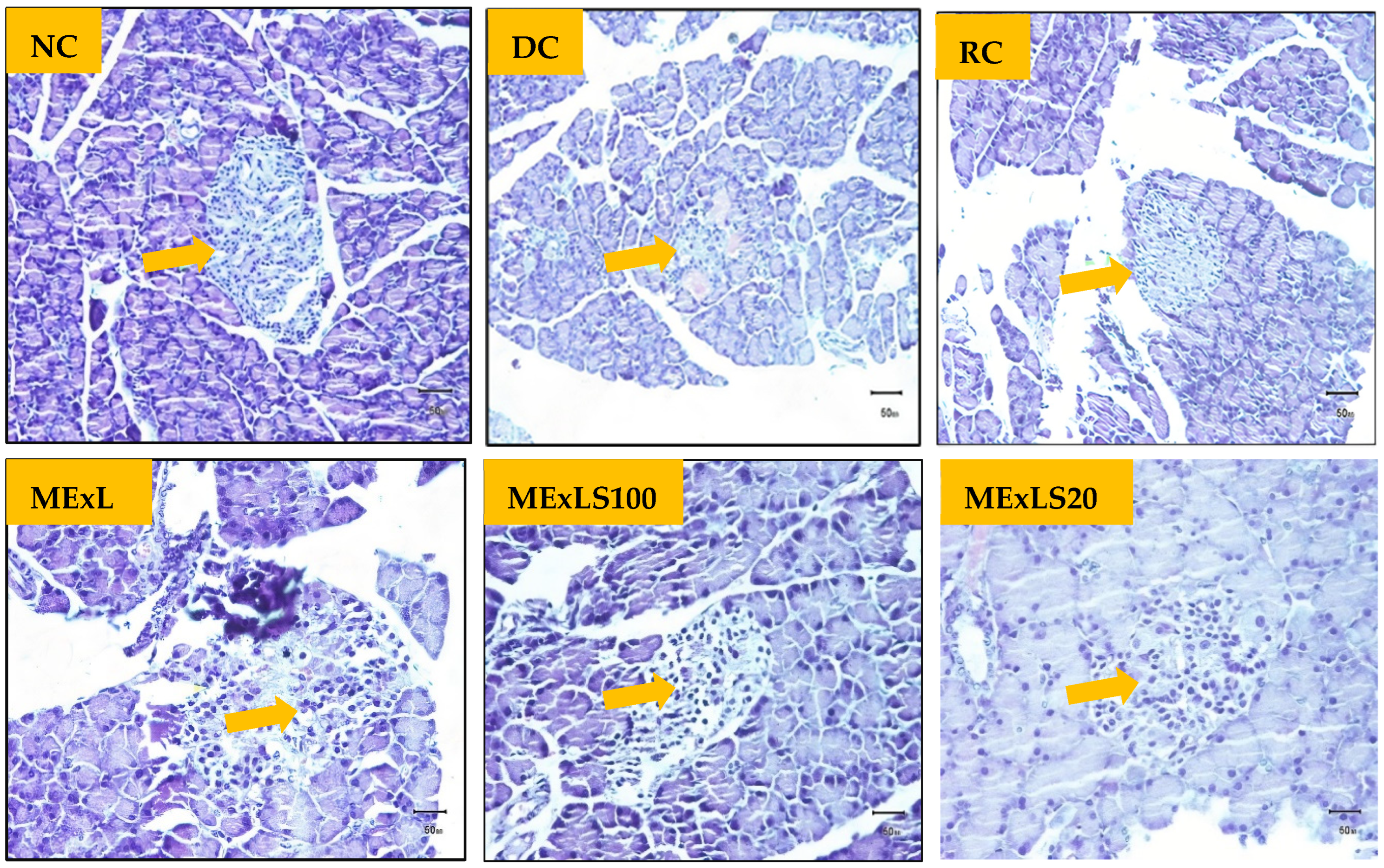 Pharmaceuticals 15 01466 g005