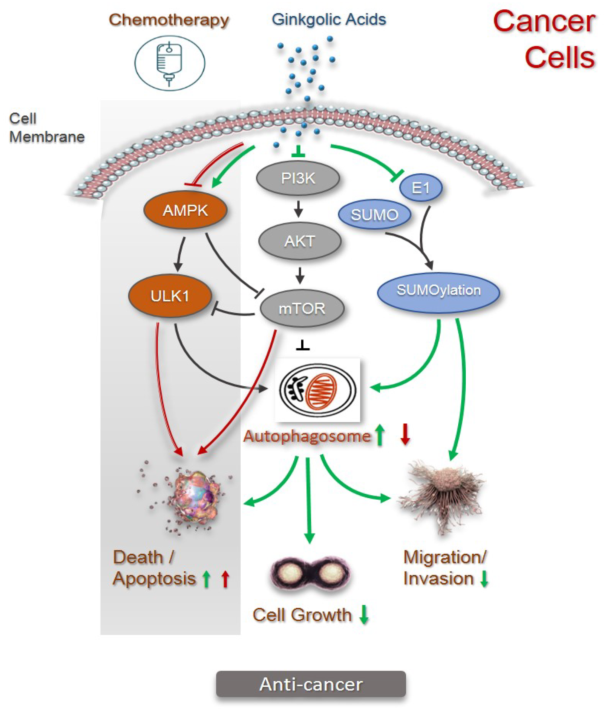 Pharmaceuticals 15 01469 g006