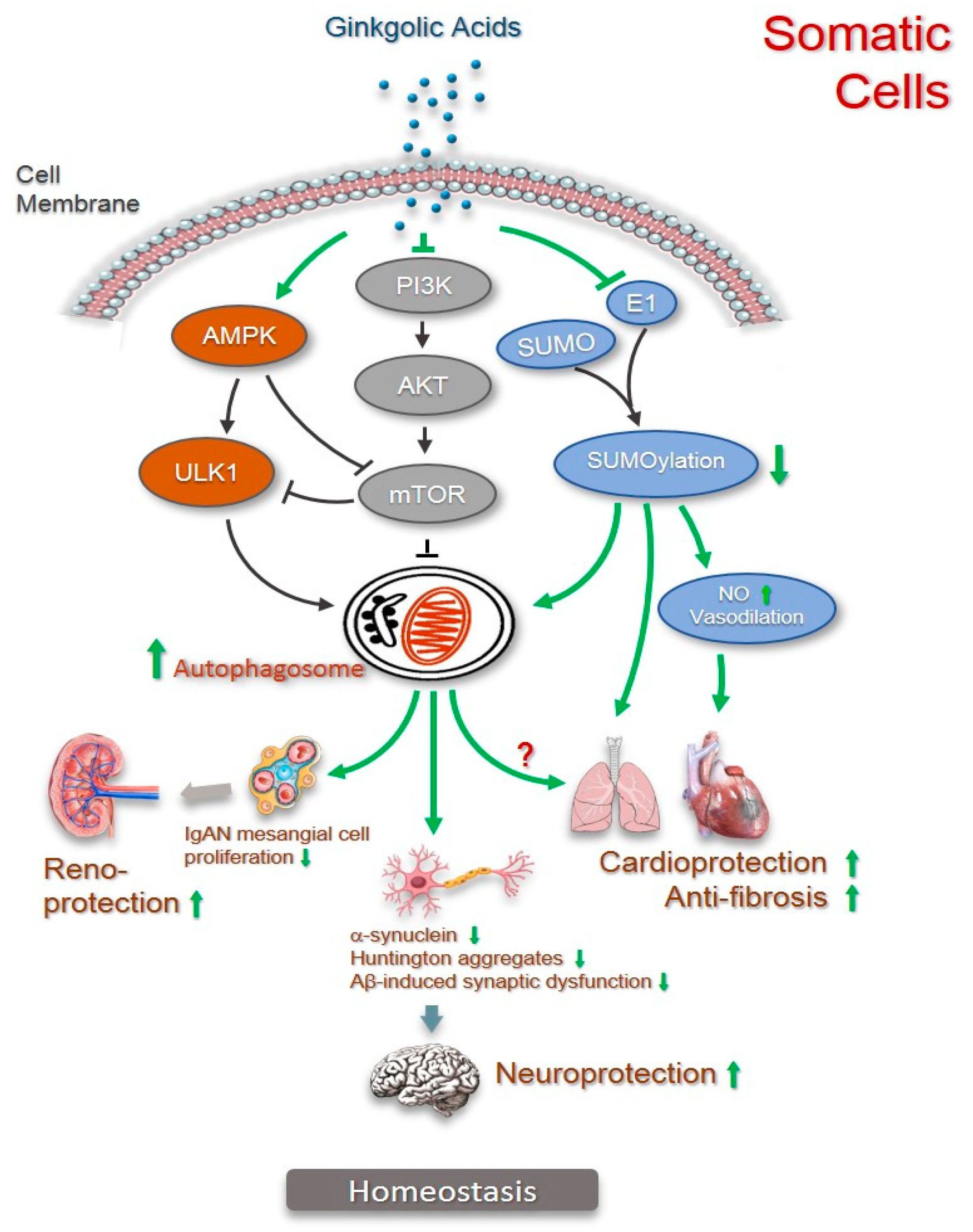 Pharmaceuticals 15 01469 g007